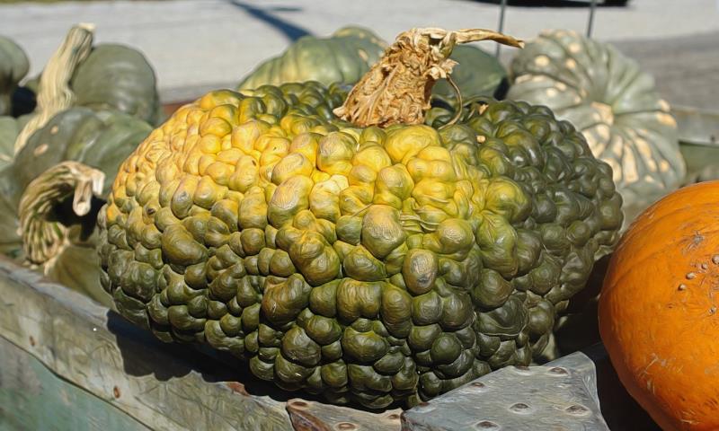 Zucca di Chioggia