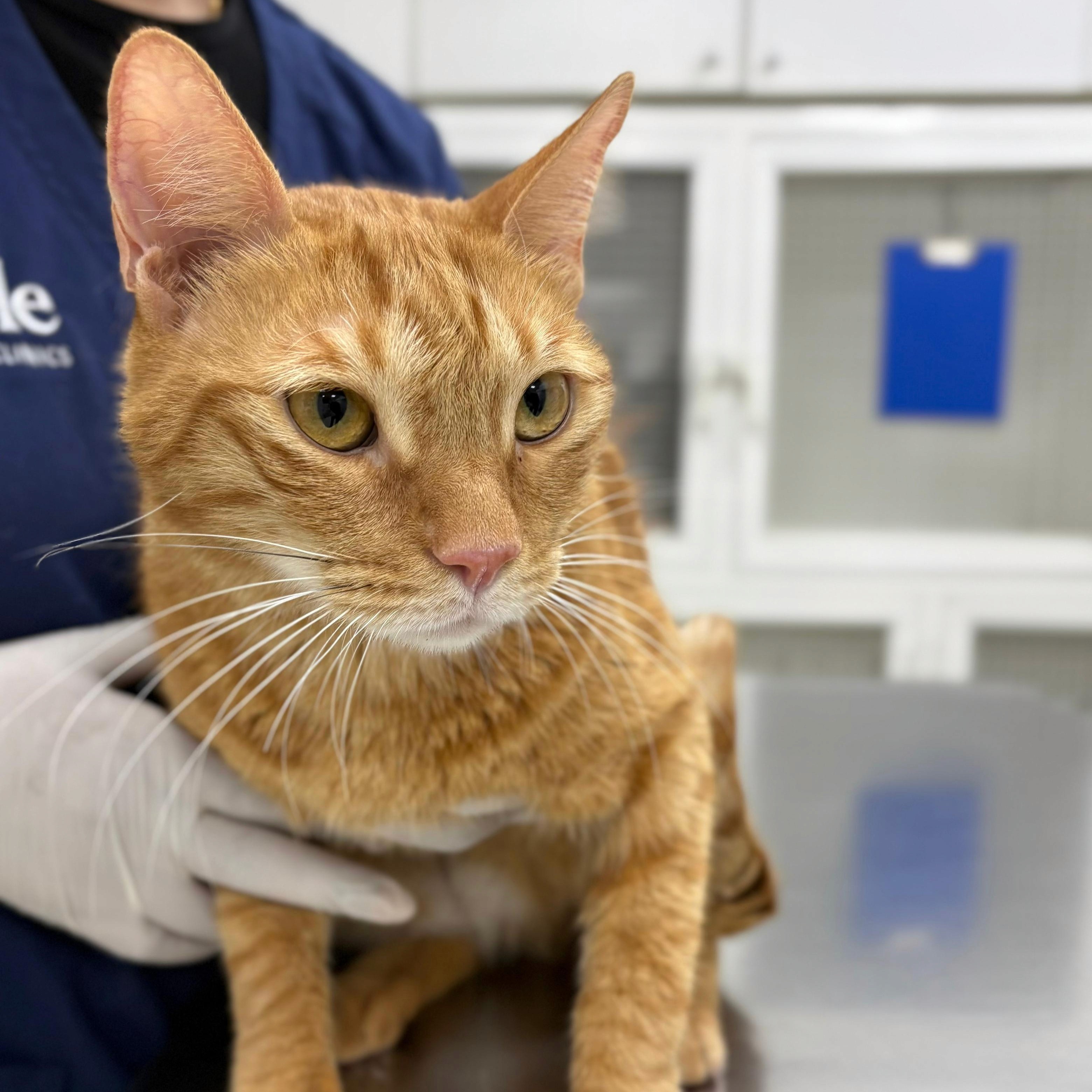An orange cat is being held gently by a veterinarian in a blue shirt.