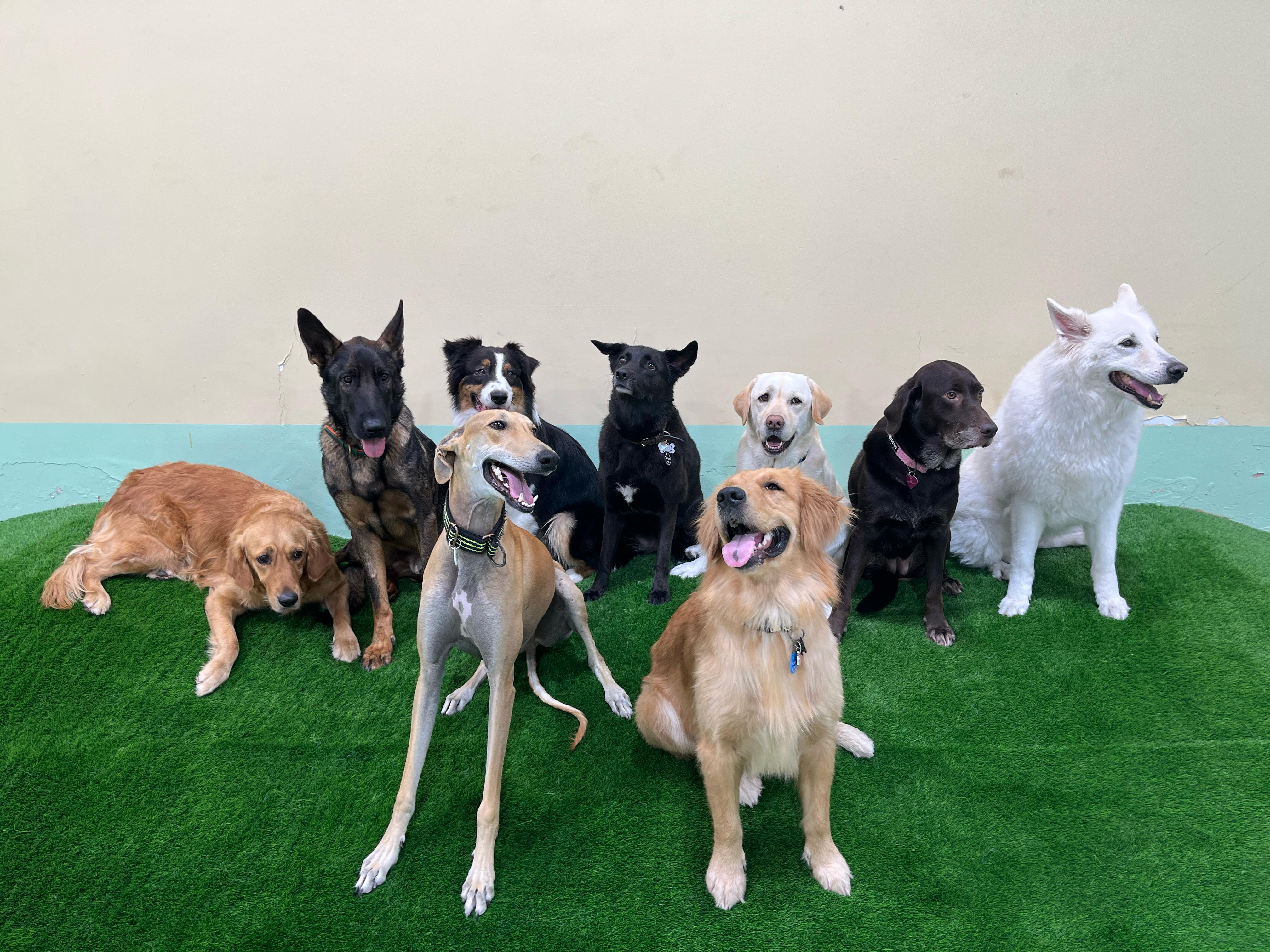 Dogs gathered on a green mat, lined up for pet neutering check up.