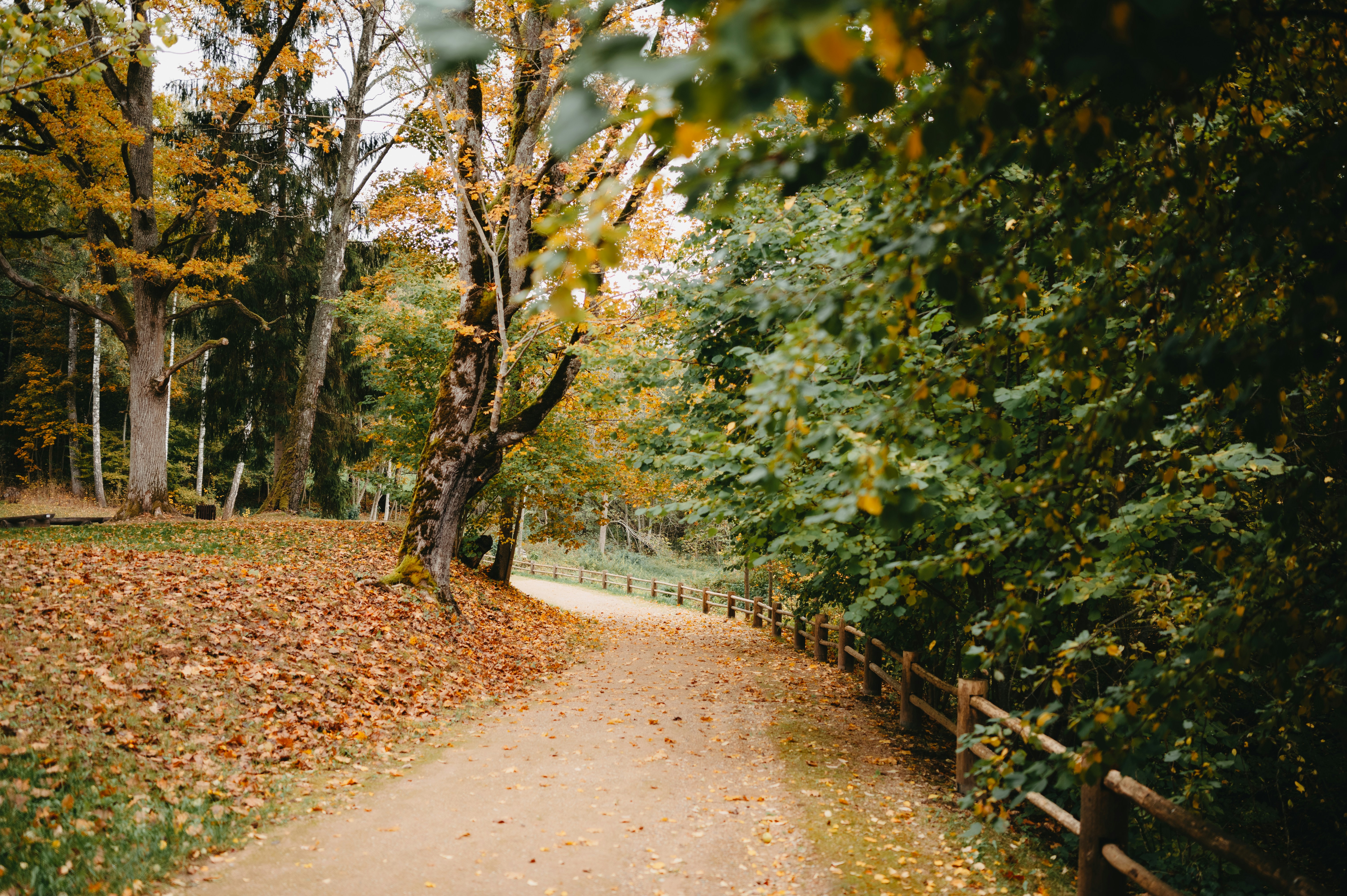 Road in Autumn