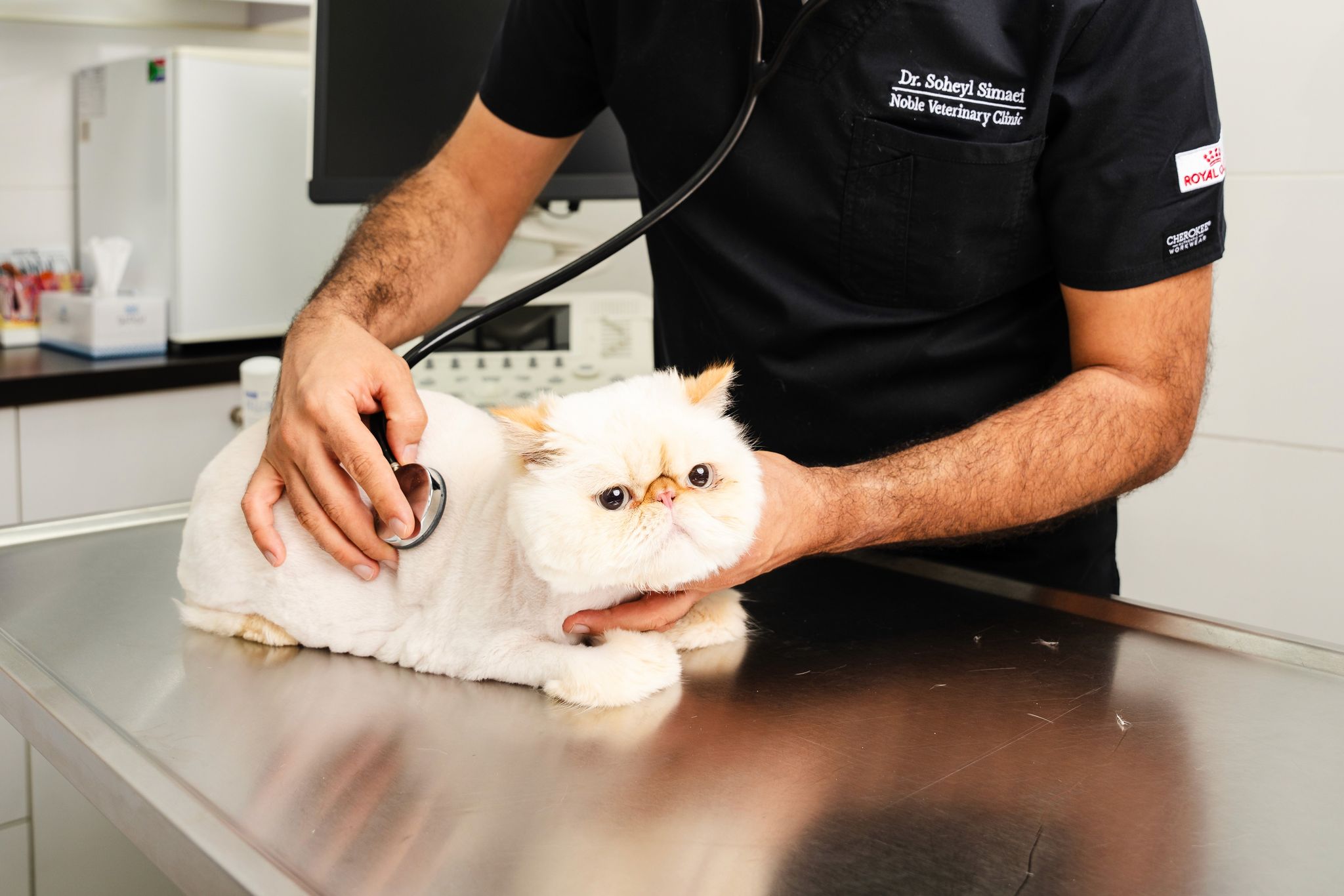 Cat Dandruff: Causes, Symptoms, and Treatment