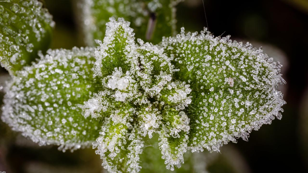Frost Crystal Macro