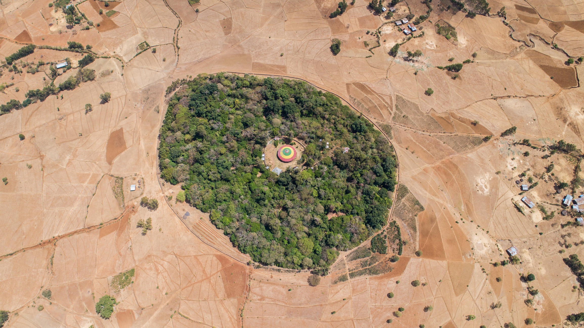 How to grow forests that outlive us