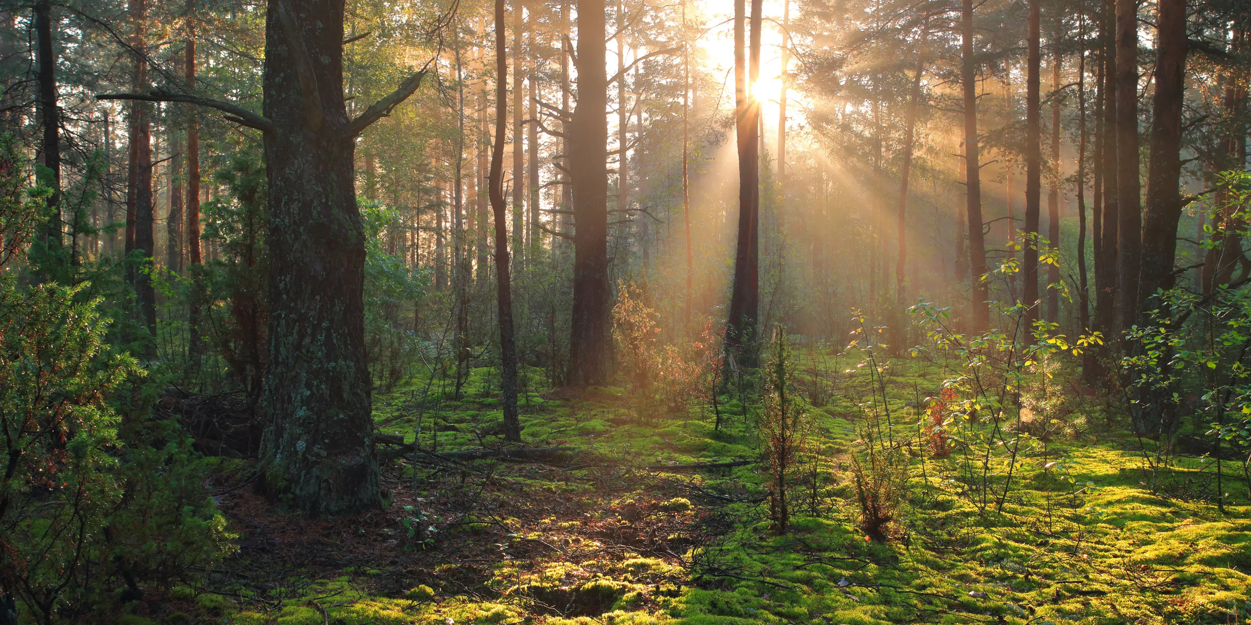 Sonnenlicht im Wald bei Dielsdorf als Symbol für Klarheit und Trainingsfortschritt