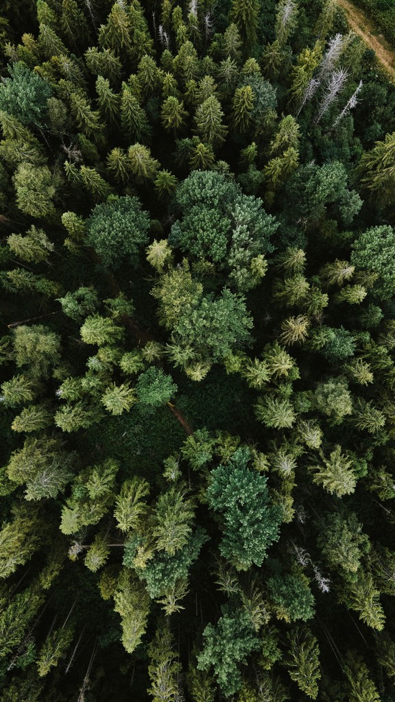 Top-down view of a dense, lush forest with a variety of evergreen trees, symbolizing natural resources and environmental sustainability.