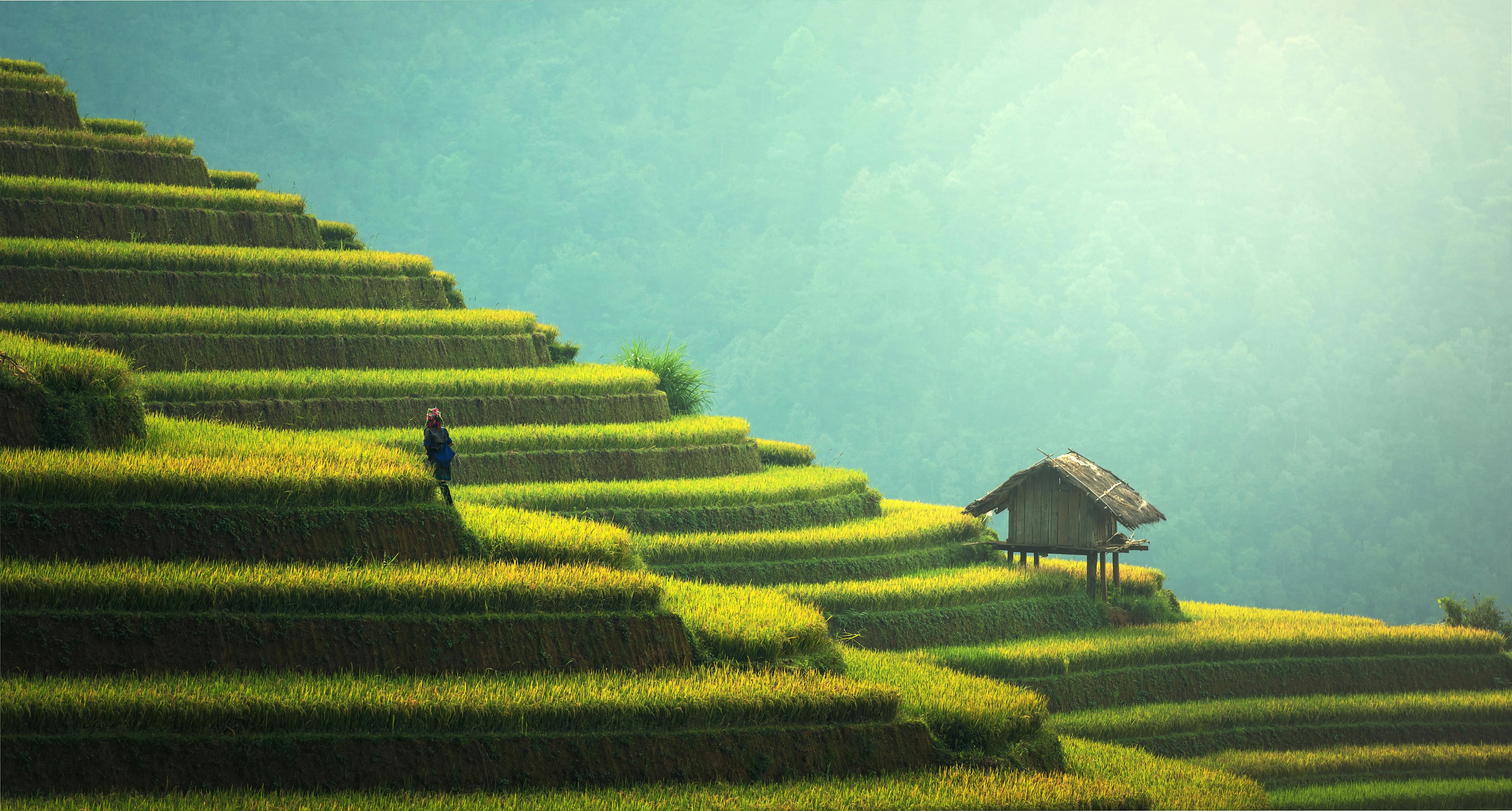 Rice Field