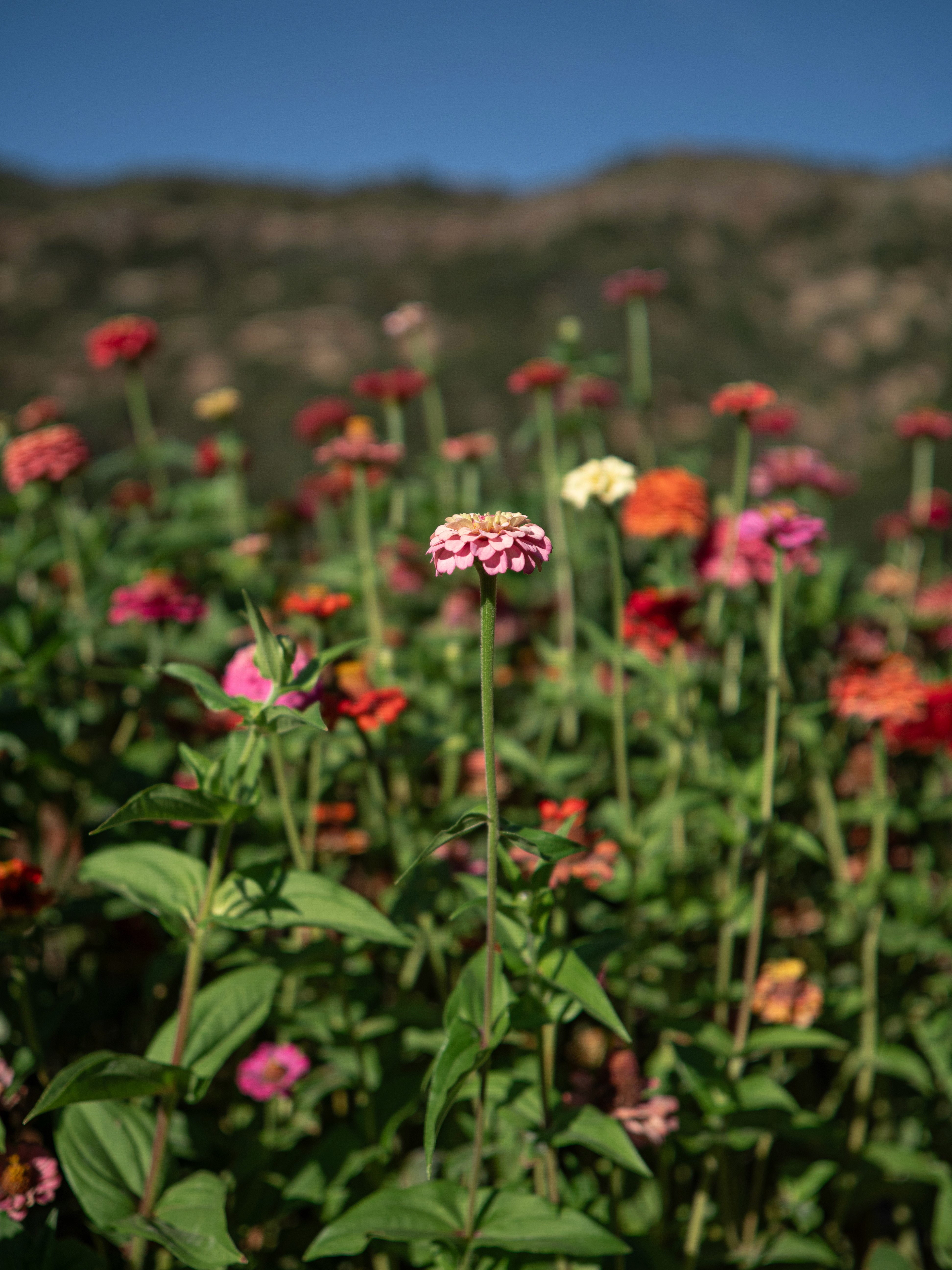 A mix of zinnia blooms with Napa Valley's hills in the background.