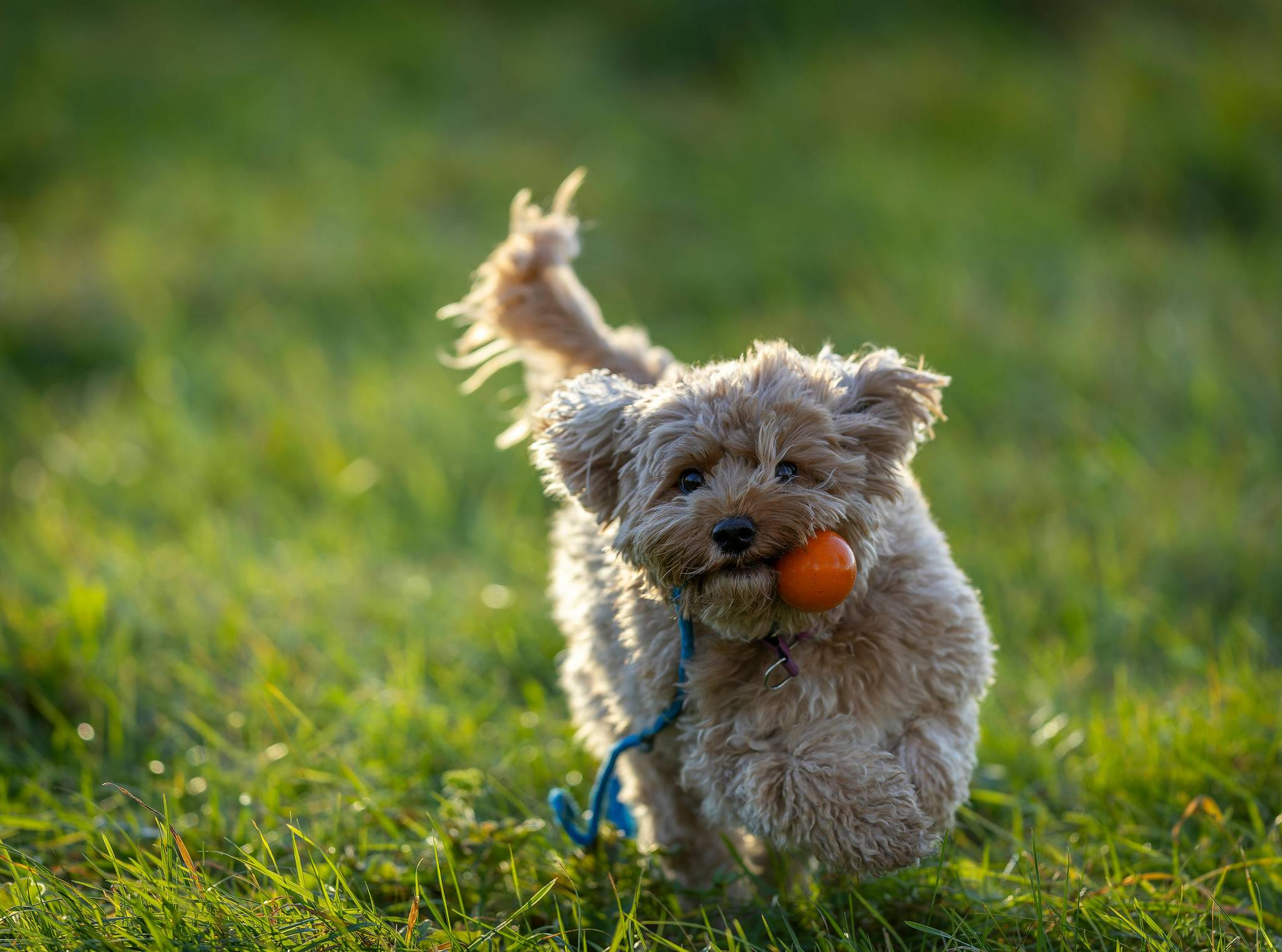 Cavapoo