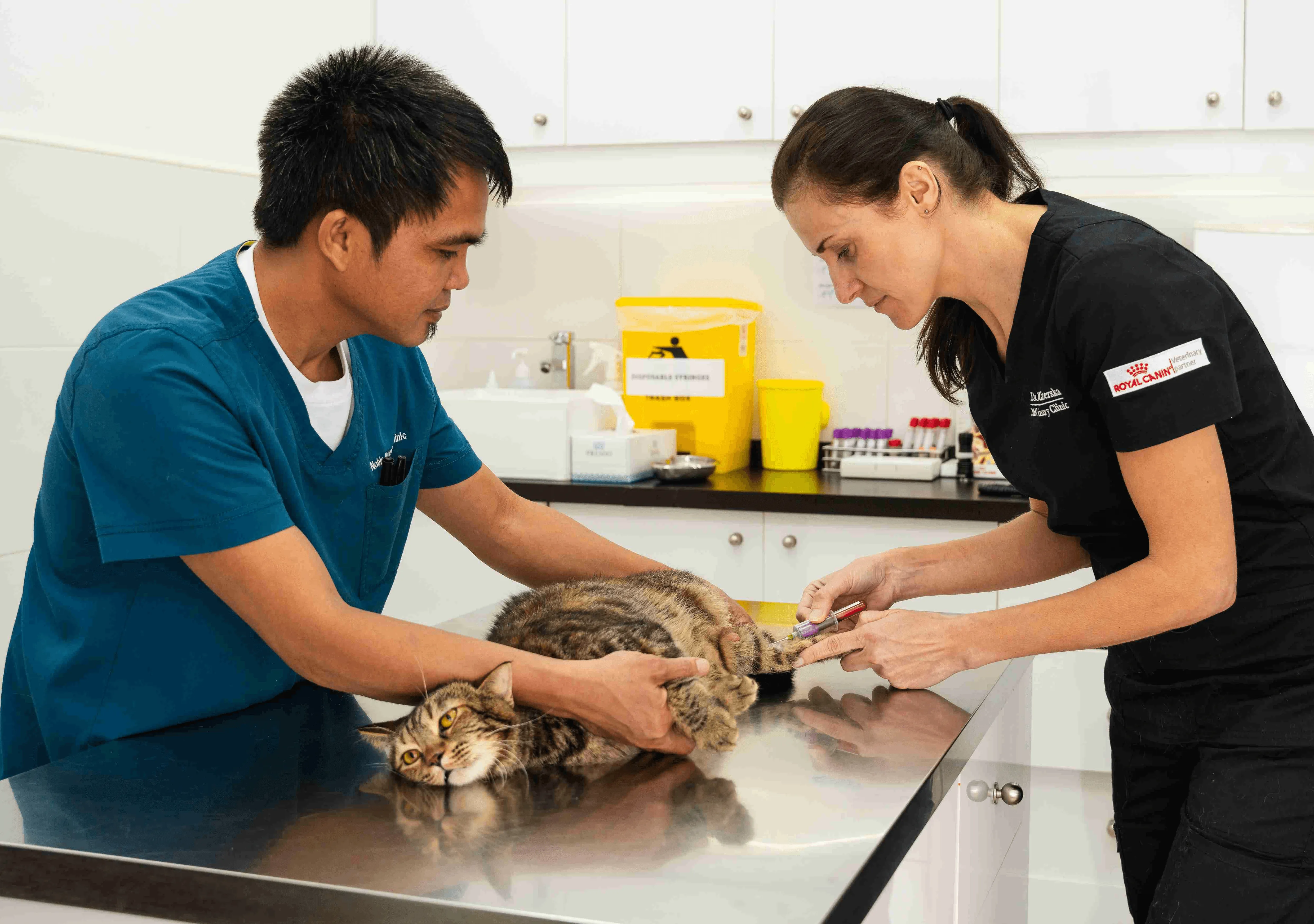 Cat boarding facility with clean, secure environment for cats to stay comfortably.