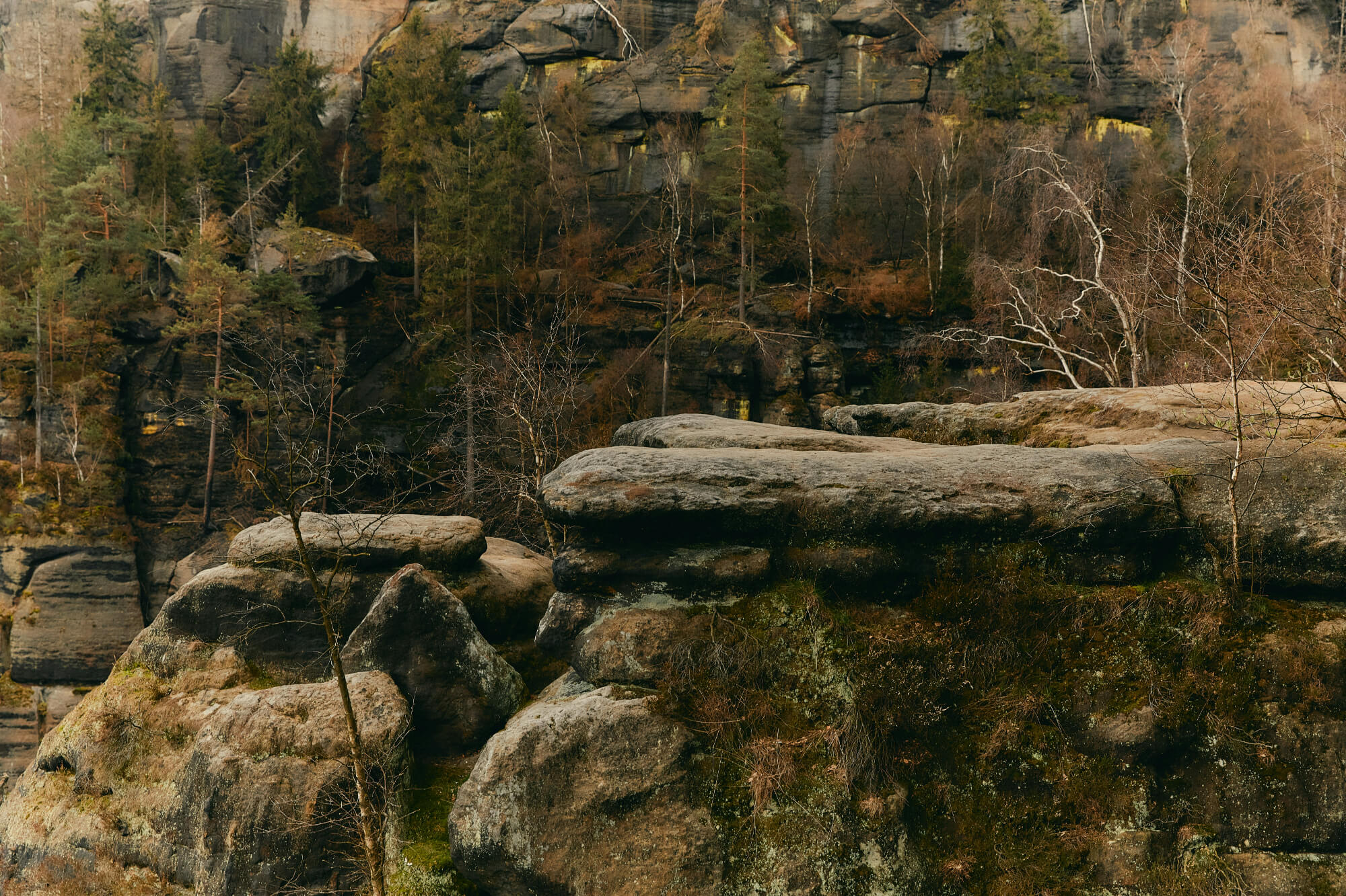 Rocky cliffside covered in moss and surrounded by sparse trees, with a textured stone formation in the foreground under overcast skies. Earthy tones.