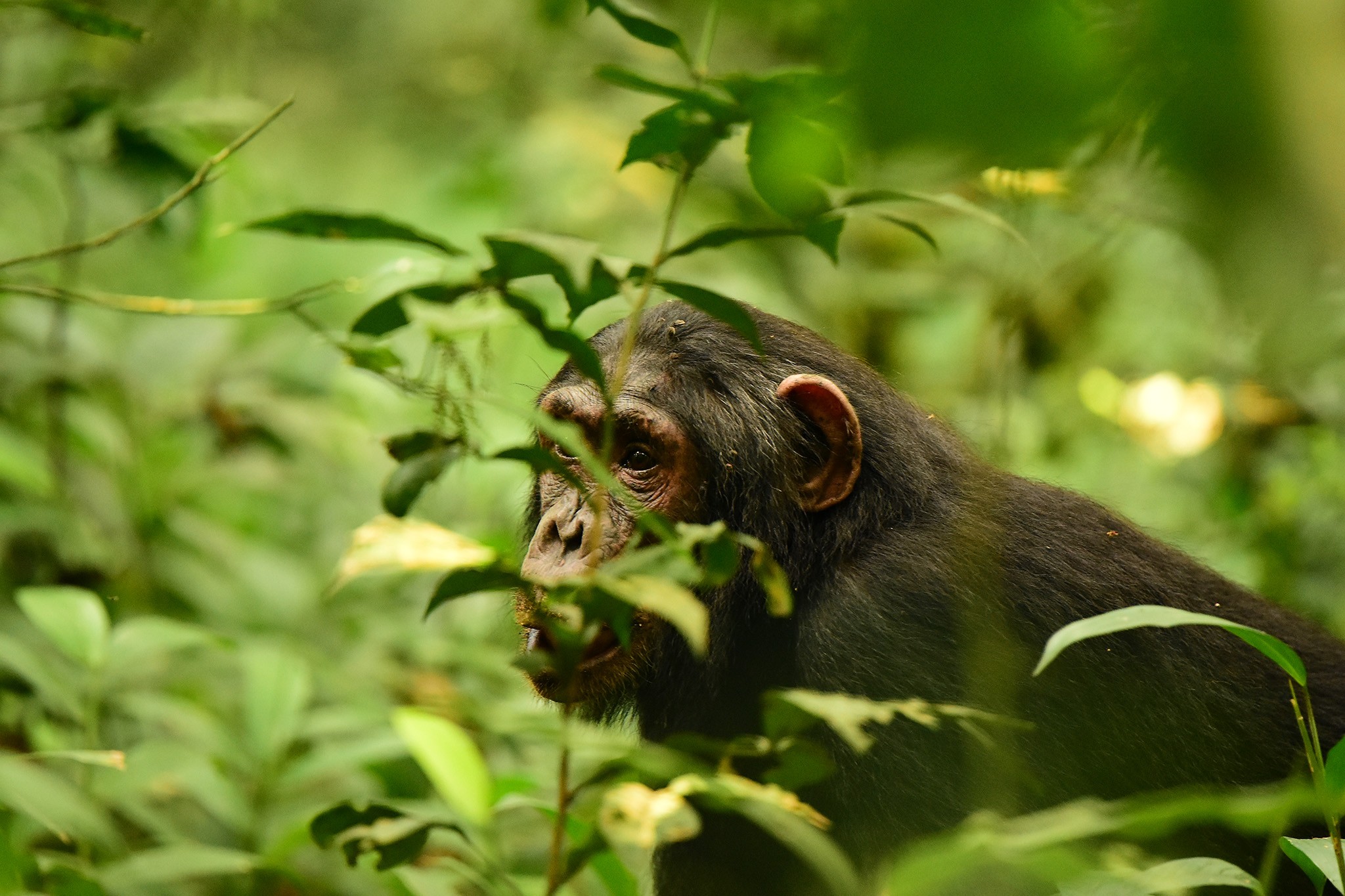 A chimpanzee in Kibale National Park undergoing habituation