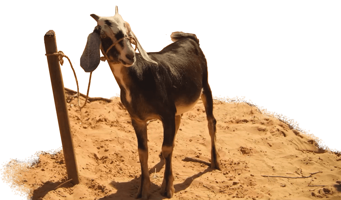 The Promised Land Series resident goat tied to a post