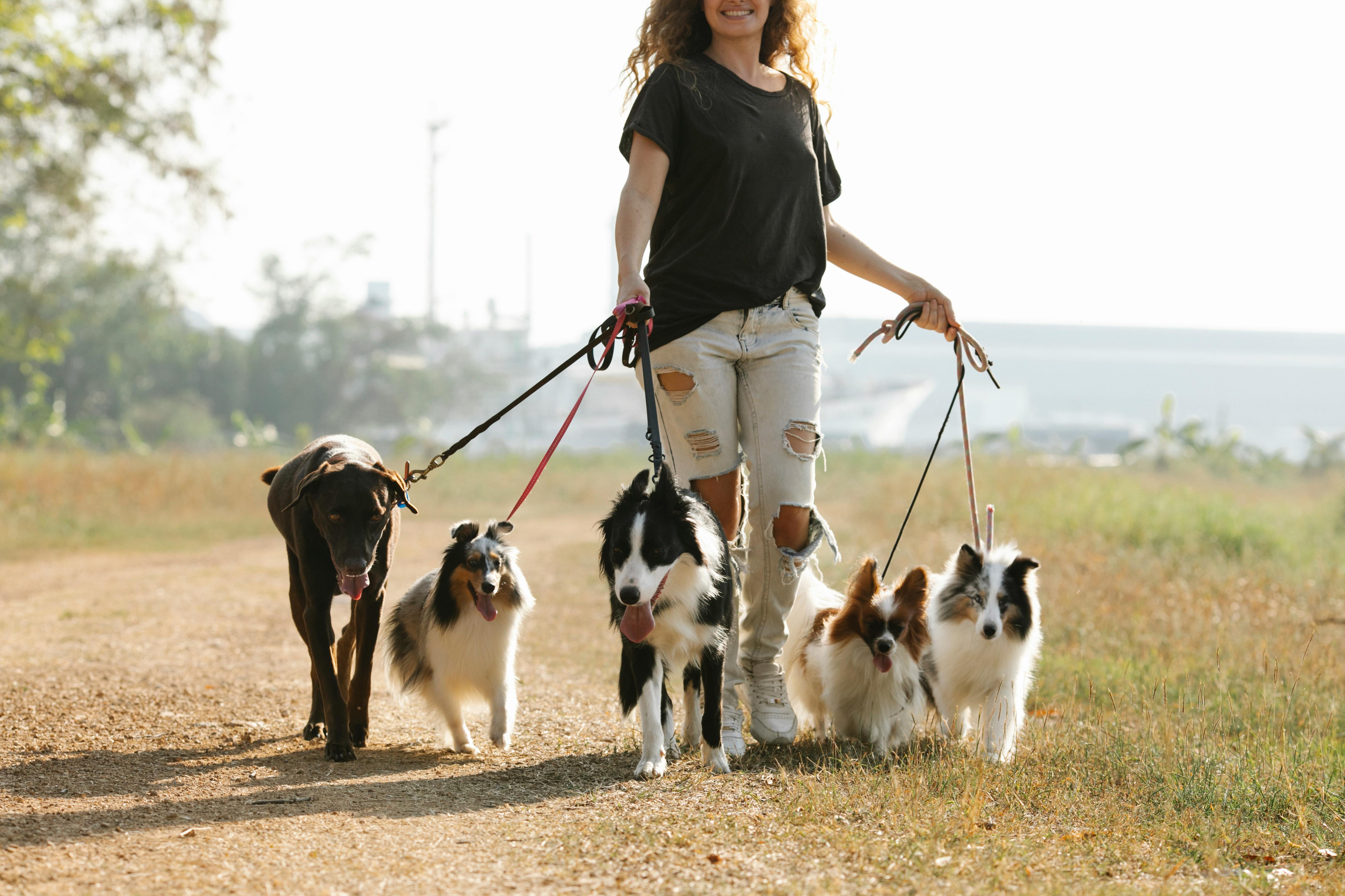 women walking multiple dogs