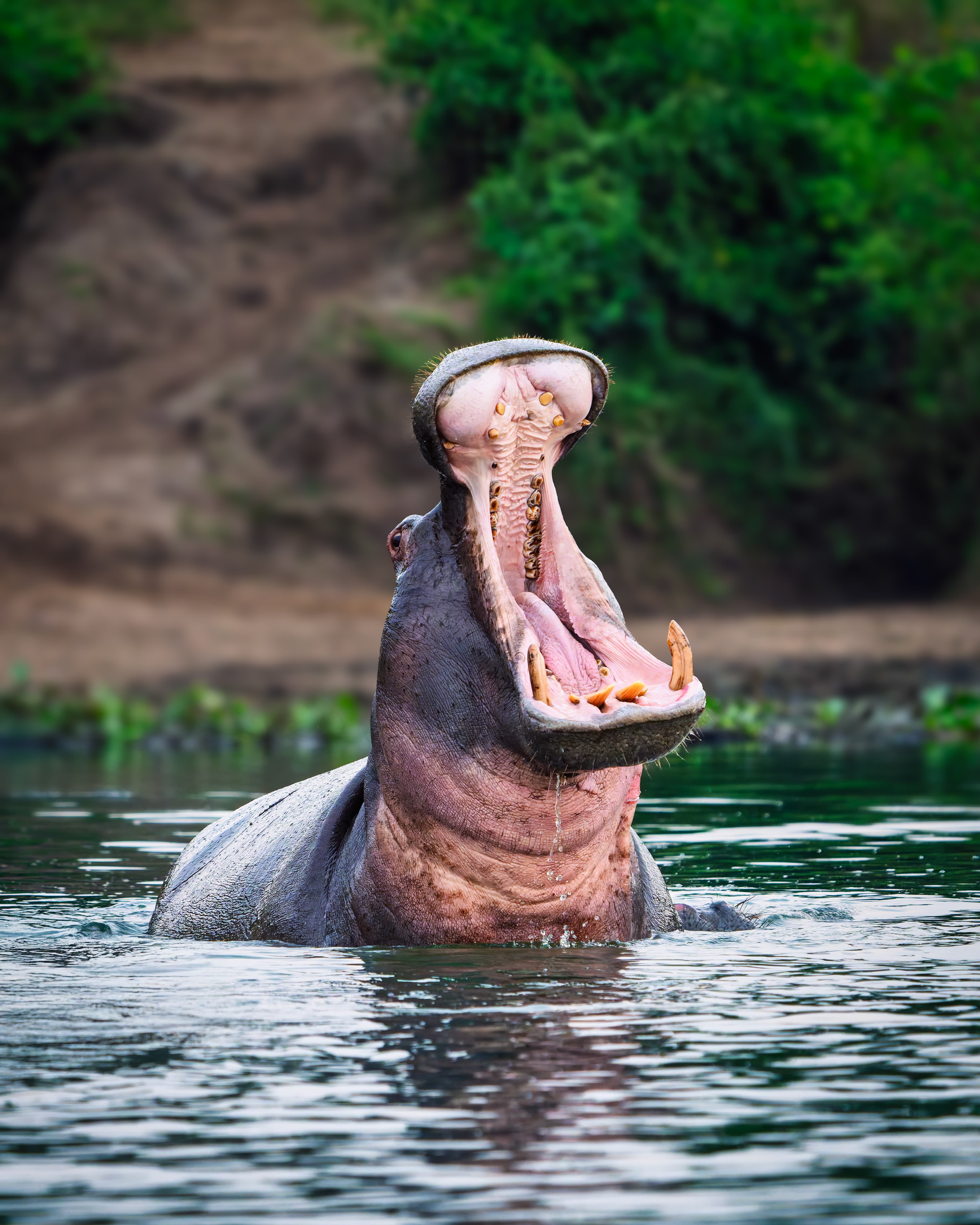 Hipopotamo en Uganda