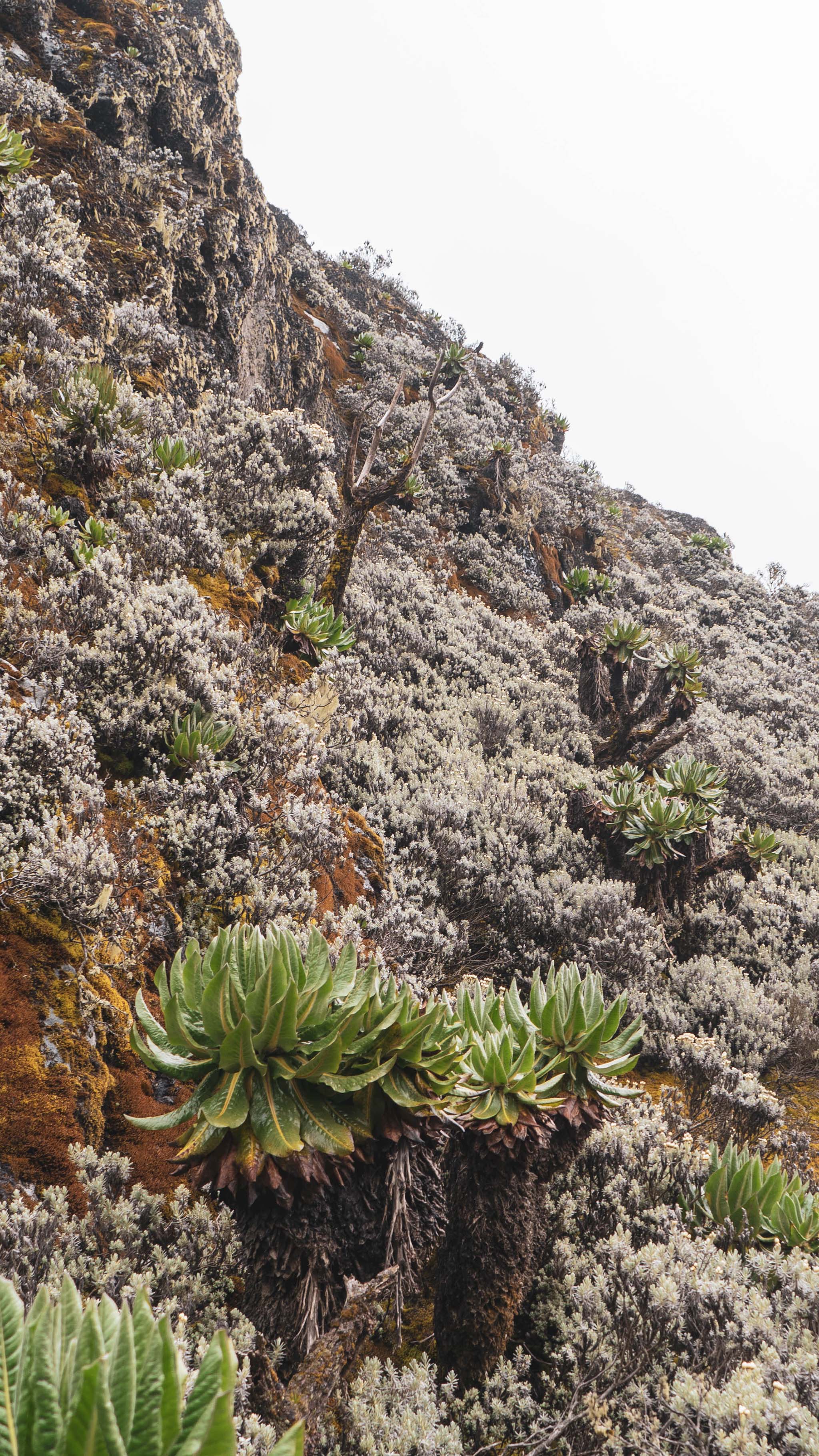 Giant Groundsel - Genus Dendrosenecio on the Rwenzori slopes_Rwenzori is a vertical laboratory