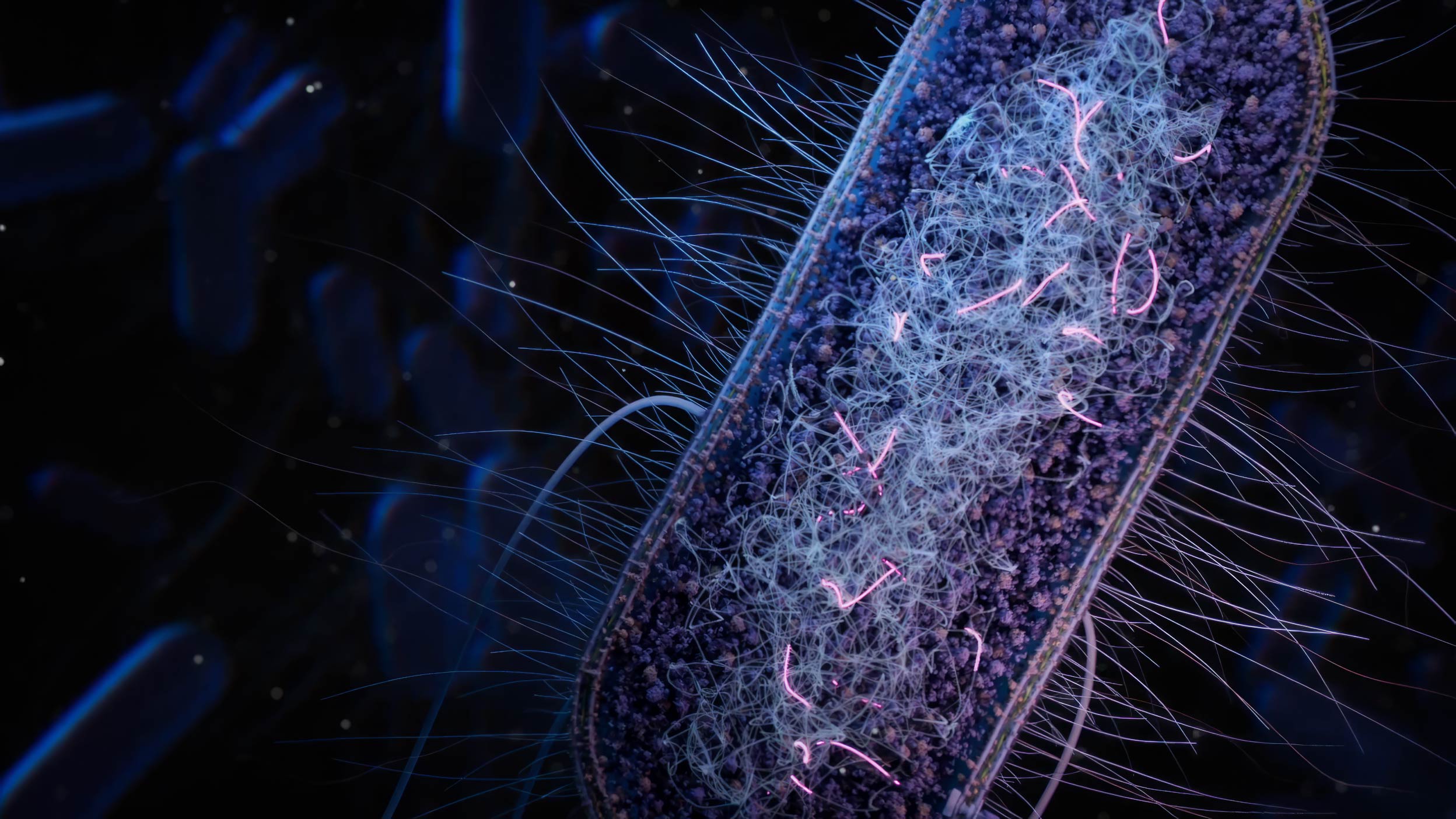 E.coli bacteria with transposable elements visualizaed in the genome