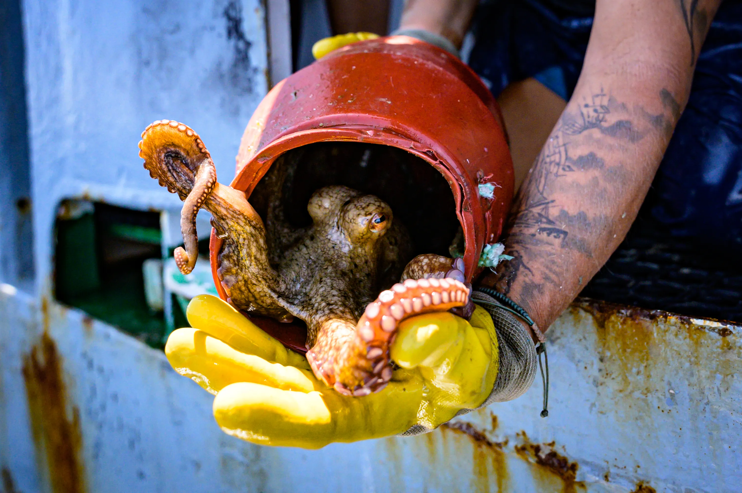 Sea Shepherd Campaigns 12