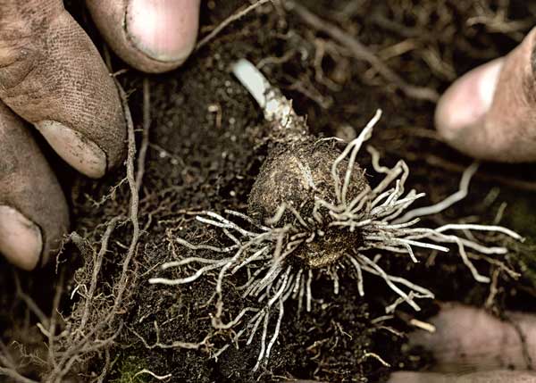 farmers field of soil