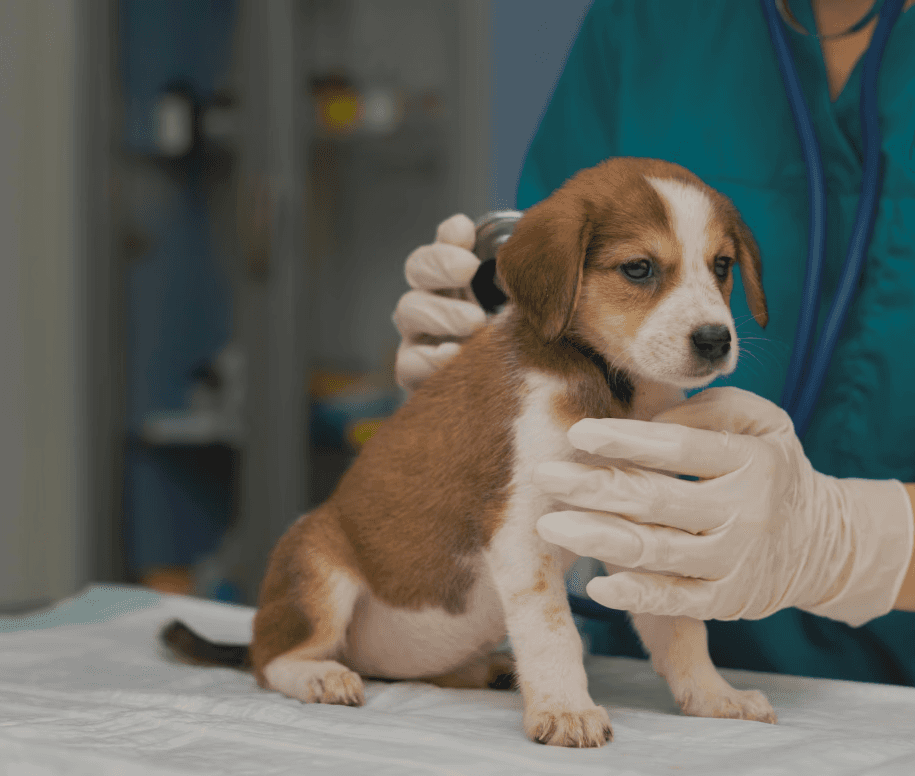 Um veterinário cuidando de um cachorro filhote em seu consultório