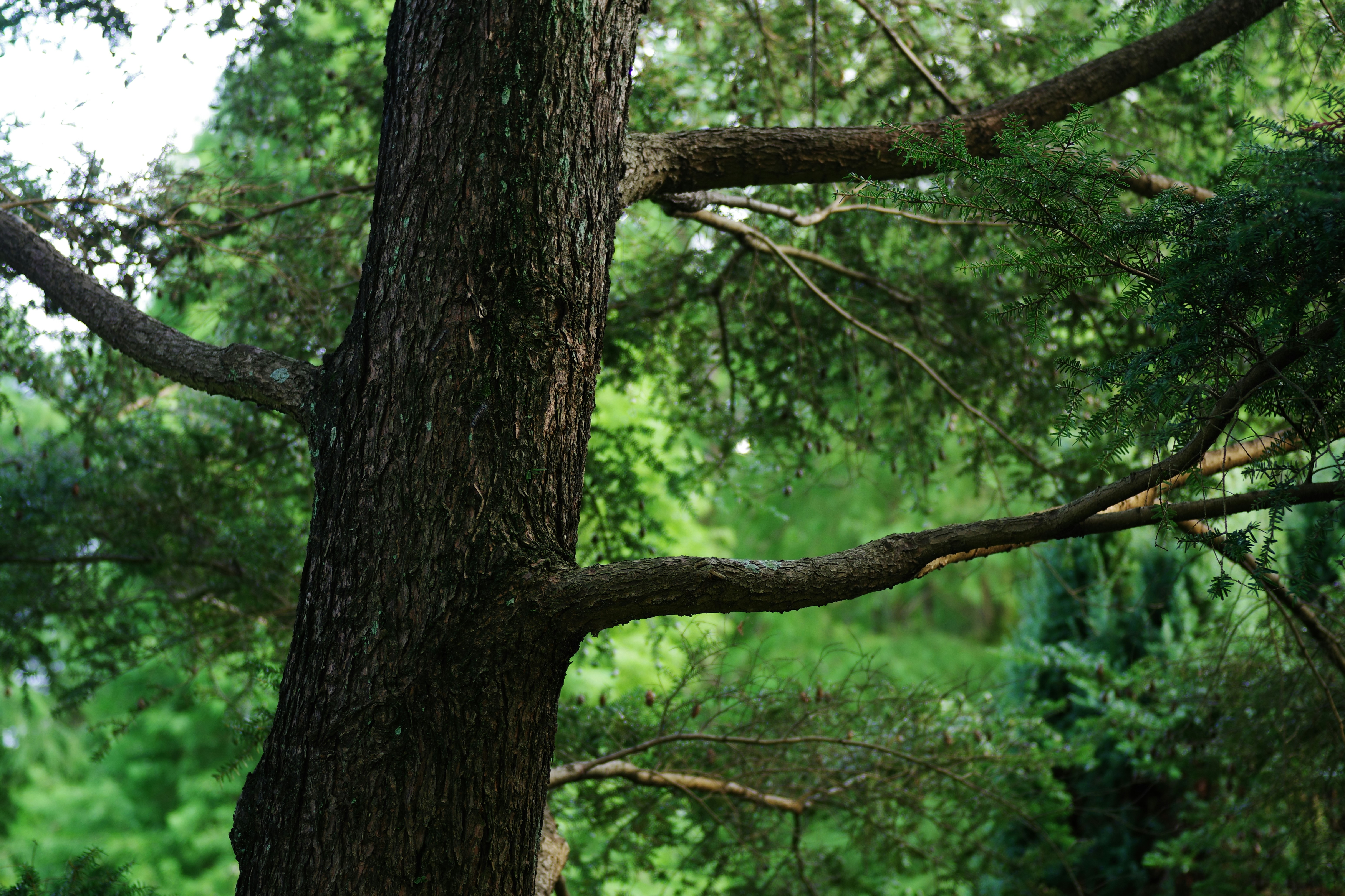 A bird perched on top of a tree branch