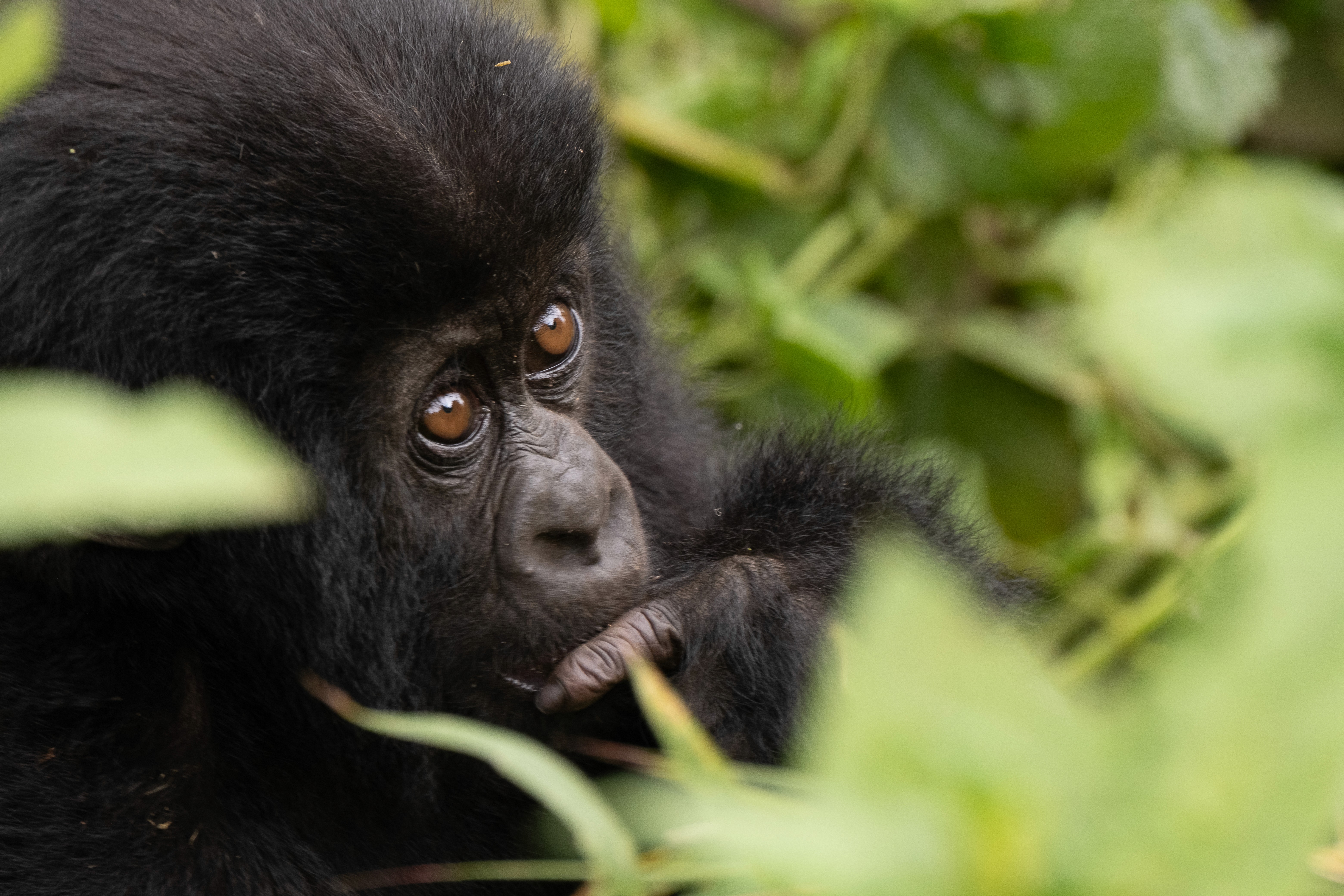 A woman seated on the forest floor among tall trees.
