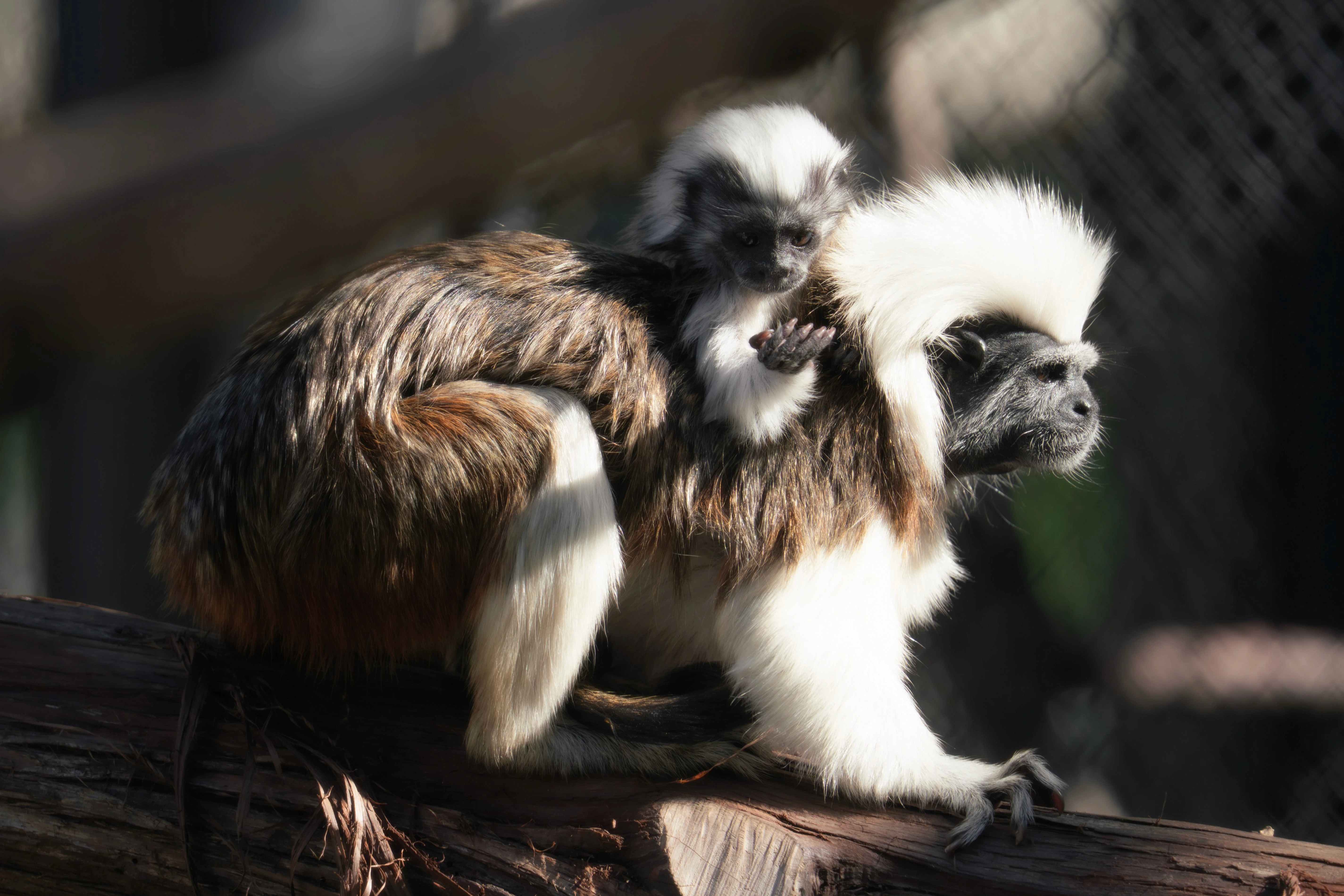 zoo monkey photo
