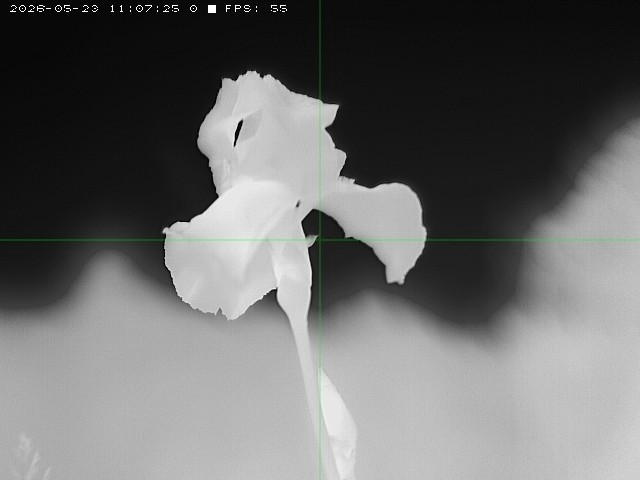 LWIR thermal capture — iris flower