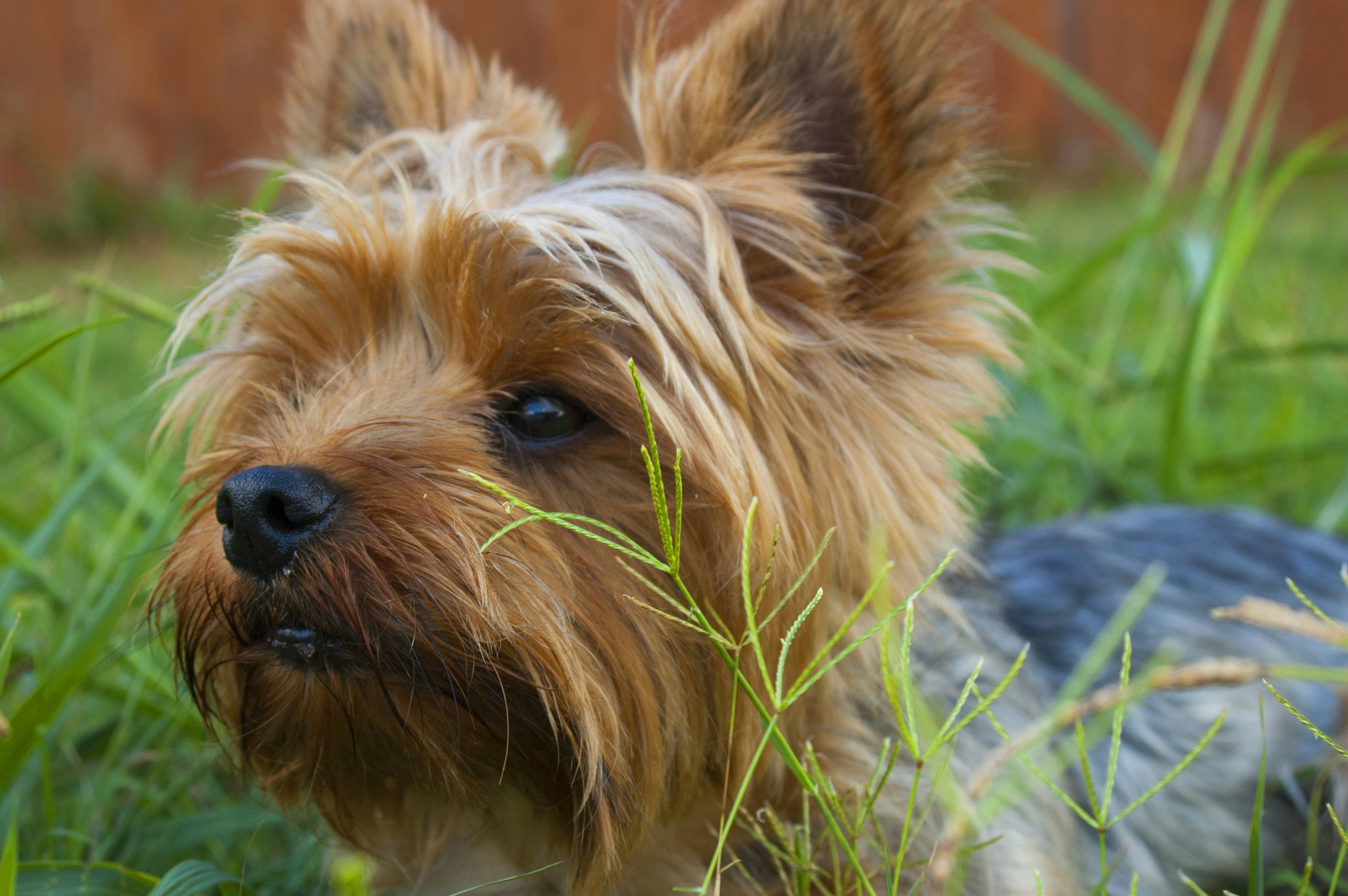 Small dog in a garden