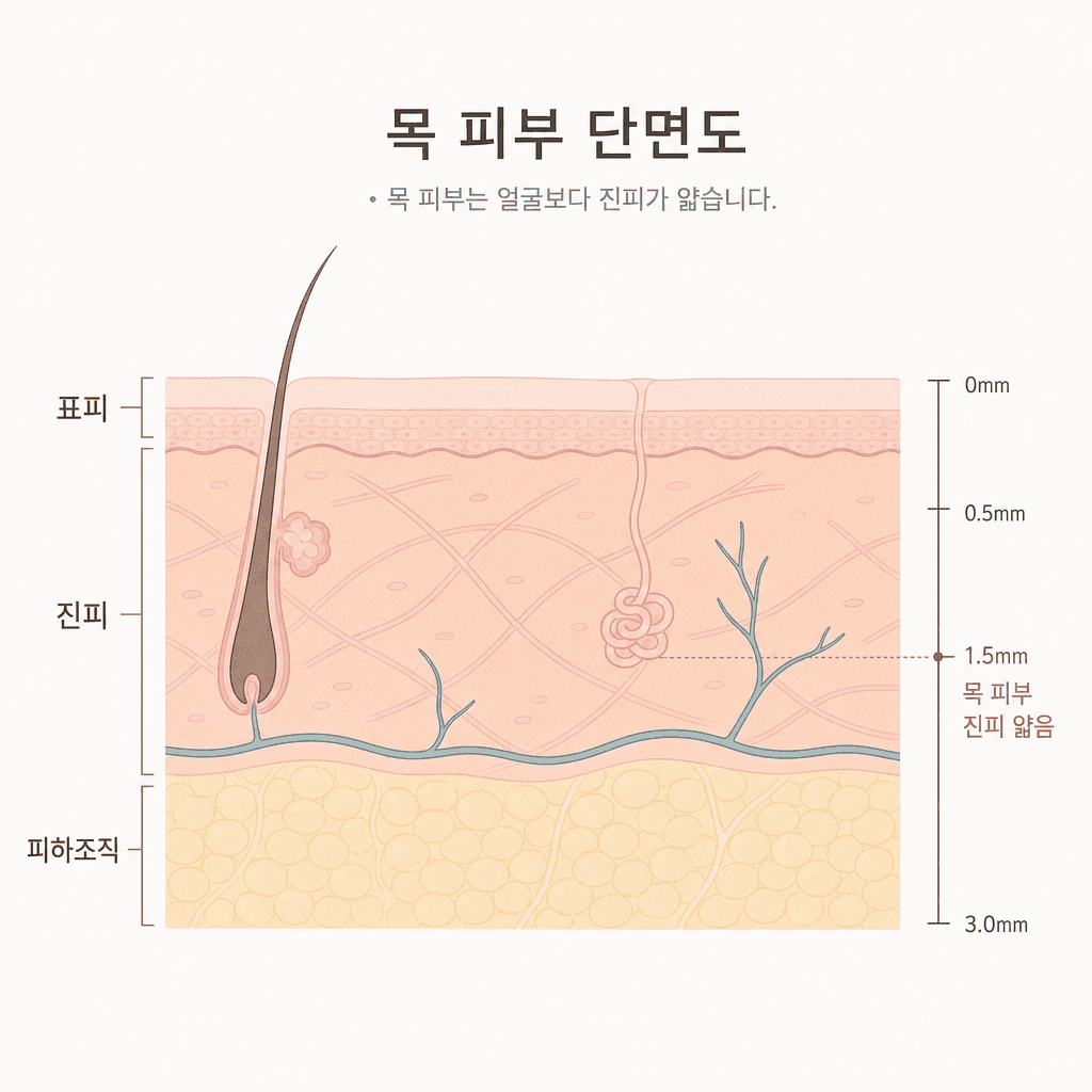 목 피부의 표피·진피와 성분이 들어가는 깊이
