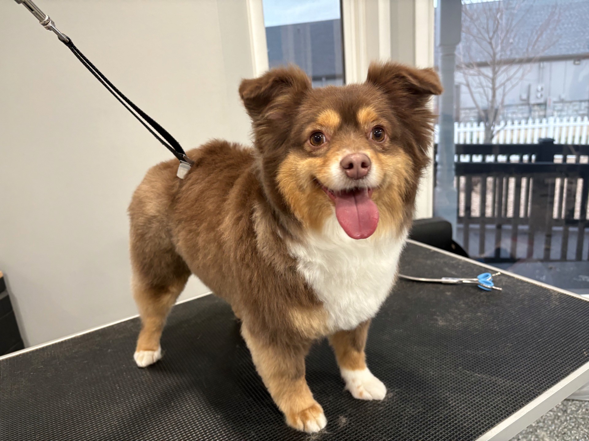 Cat Groom- Cat Grooming Done by Wags To Riches