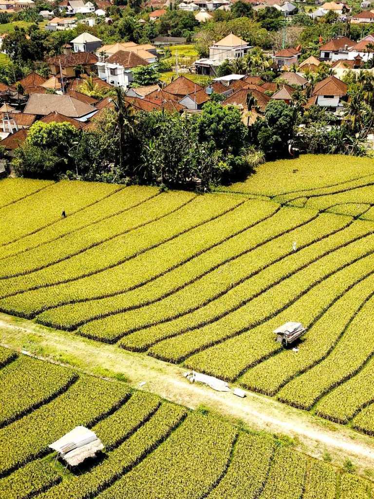rice fields, canggu
