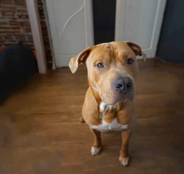 Perro de raza tipo pit bull sentado en el salón de una vivienda de Murcia. Al ser una raza potencialmente peligrosa (PPP), necesita licencia municipal y un seguro de responsabilidad civil de 120.000 €.