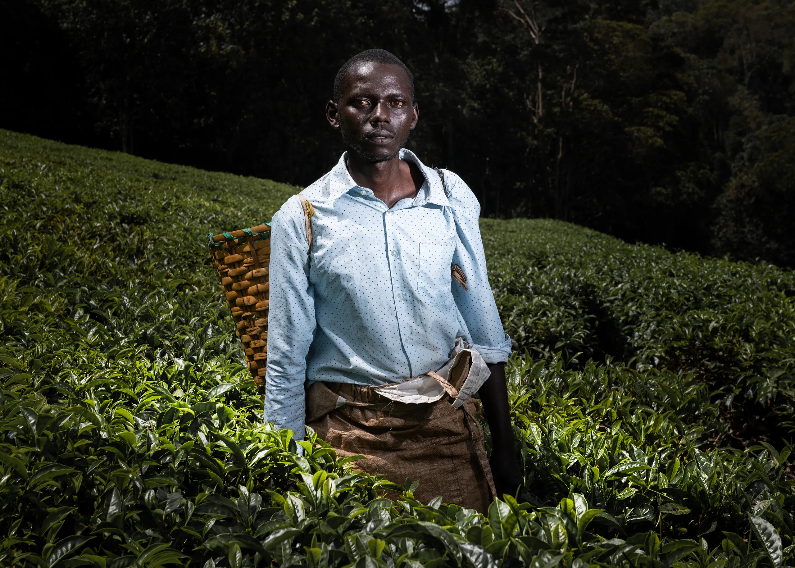 Portrait of a male Kenyan worker in a blue collared shirt standing amidst coffee plants.