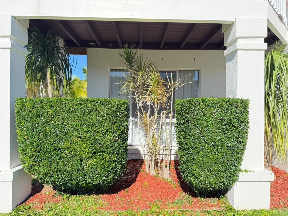Precision hedge trimming and shaping service residential property Gold Coast by Hepburn Property Maintenance