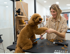 Pet Grooming Salons illustration