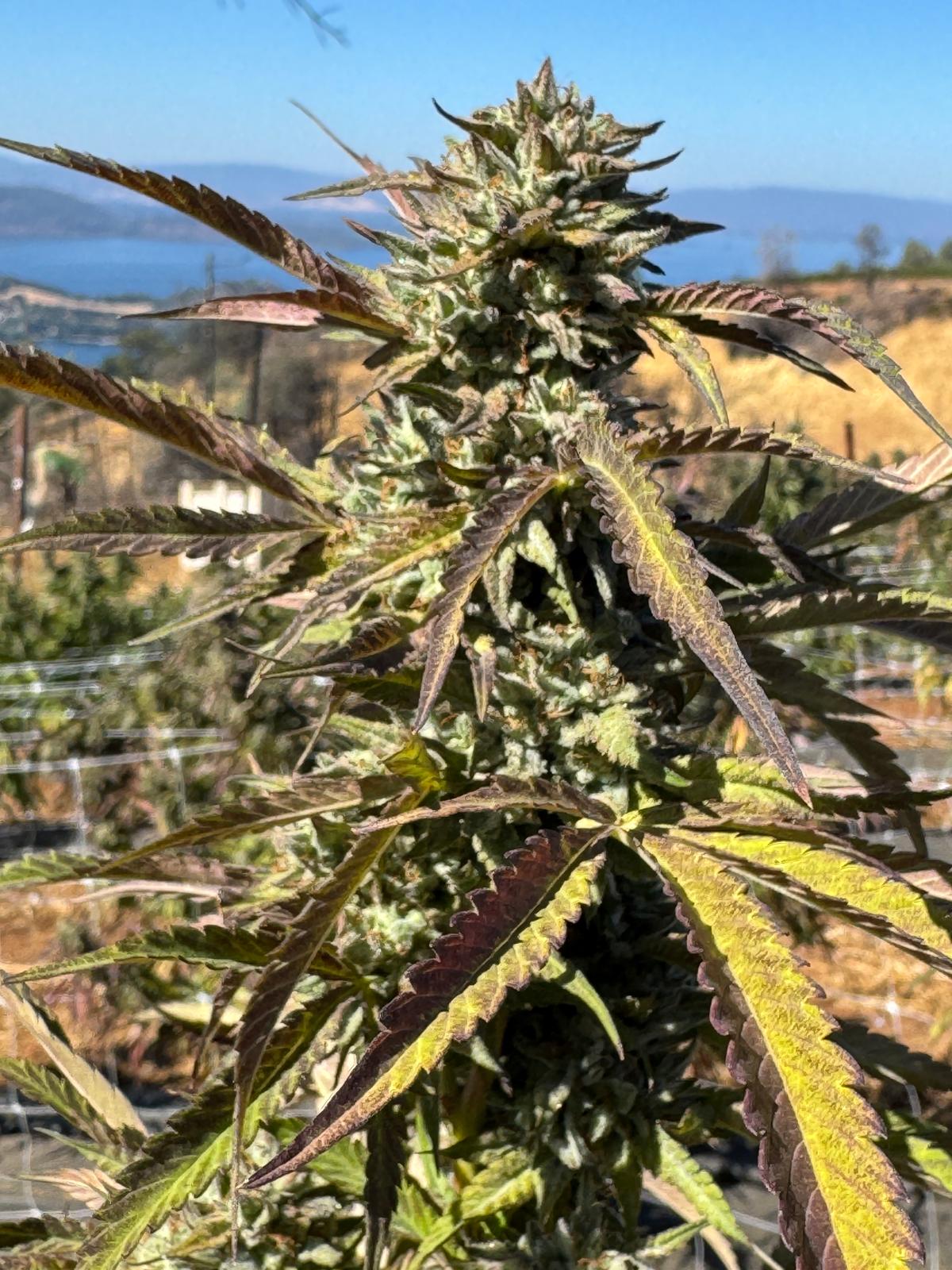 Watermelon Z ECCO Certified Exotic Cannabis Flower Noble Pacific