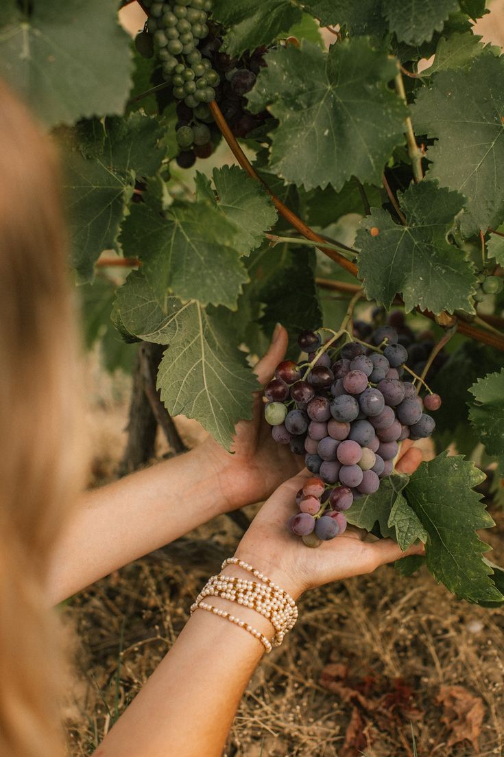 solo traveller wine lover Montepulciano Italy