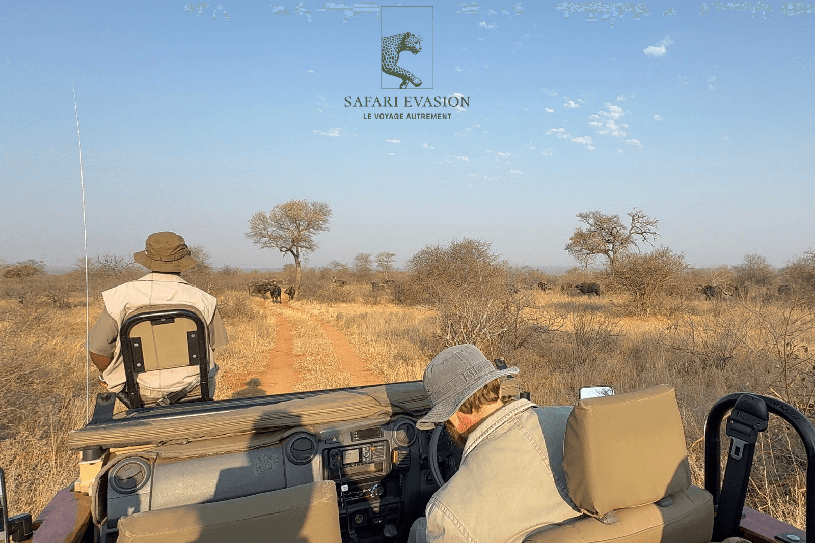 Guides en 4x4 devant des buffles