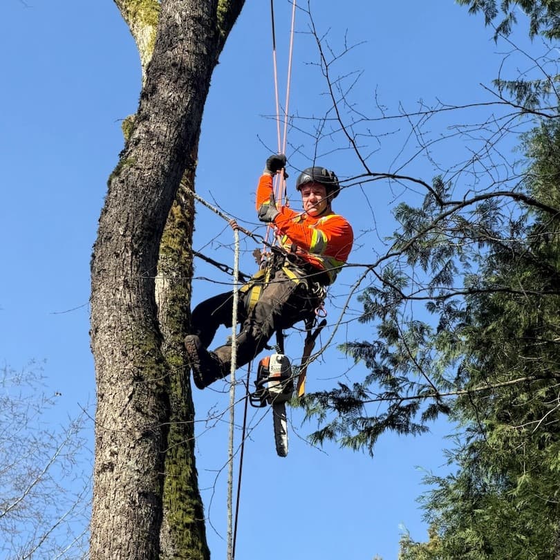 Man in safety gear in a tree
