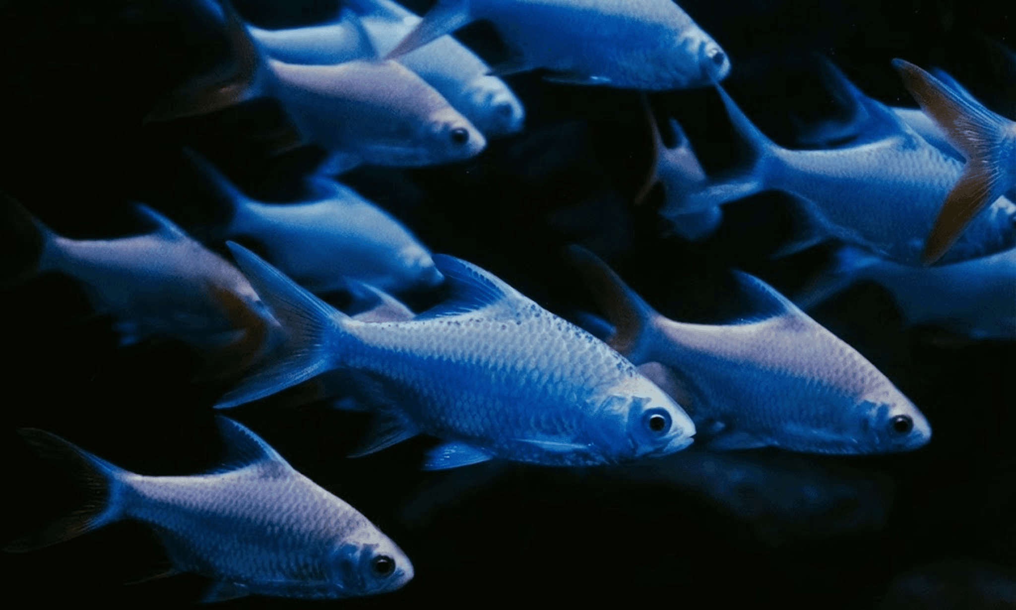 Close-up of lush, dark green leaves, some glossy and wet, against a muted background.