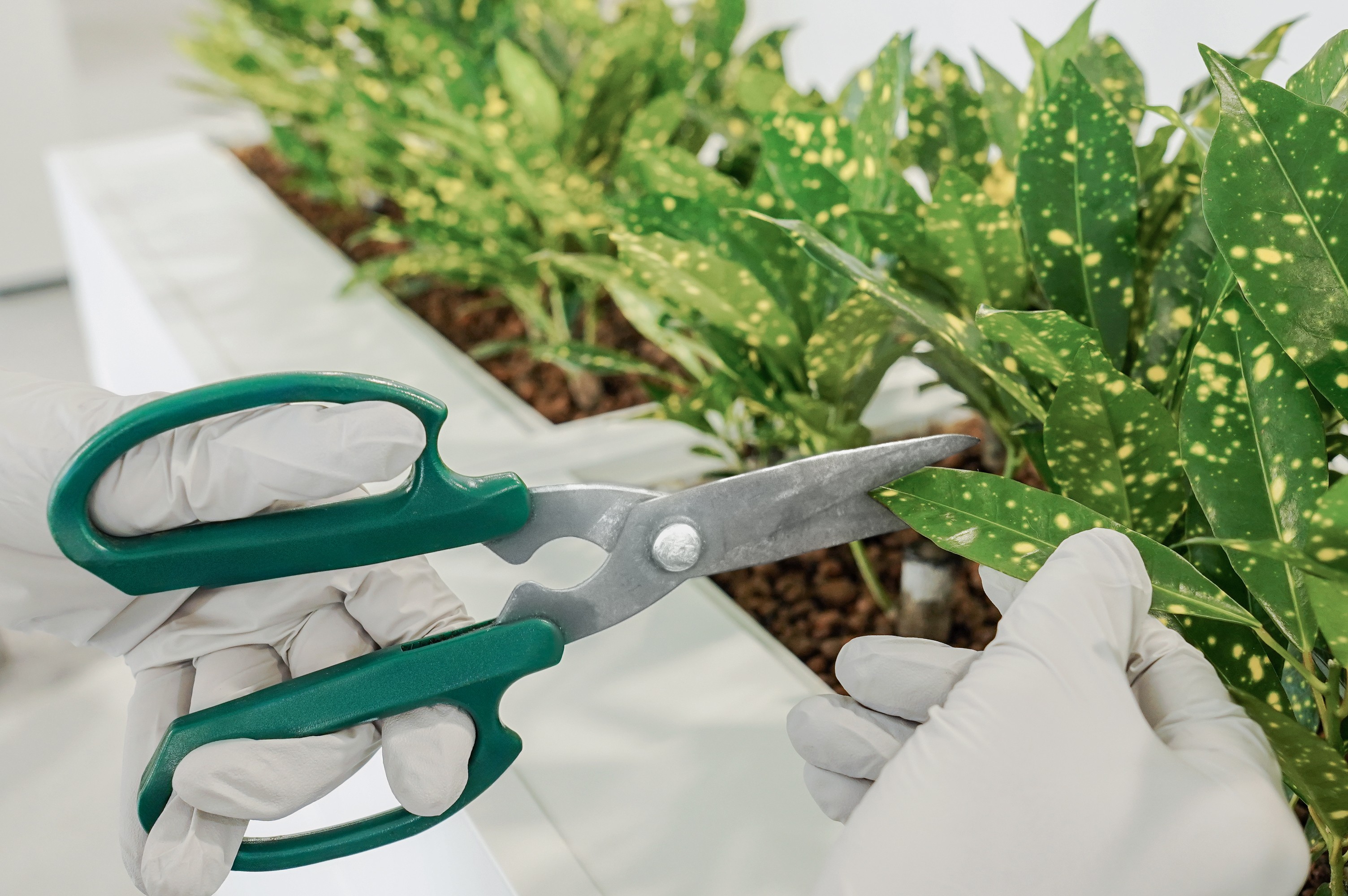 플랜테리어 감도를 유지하는 정기 관리 시스템