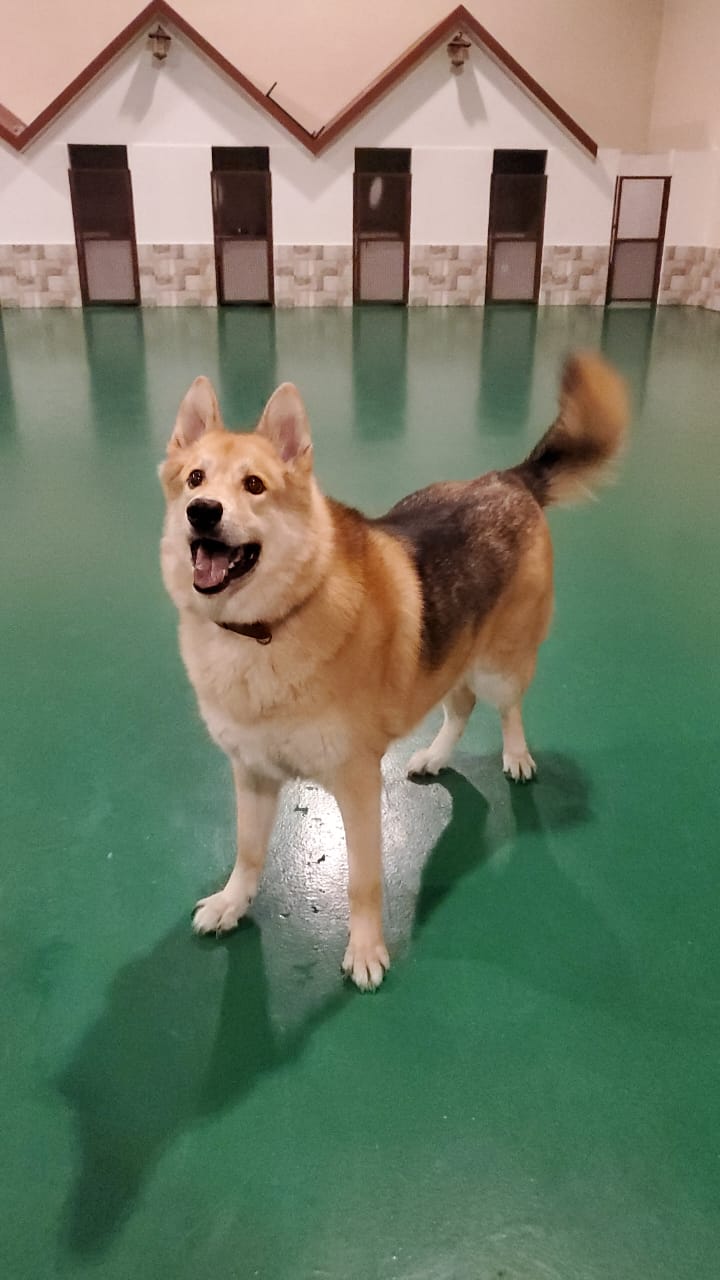 dog boarding in dubai