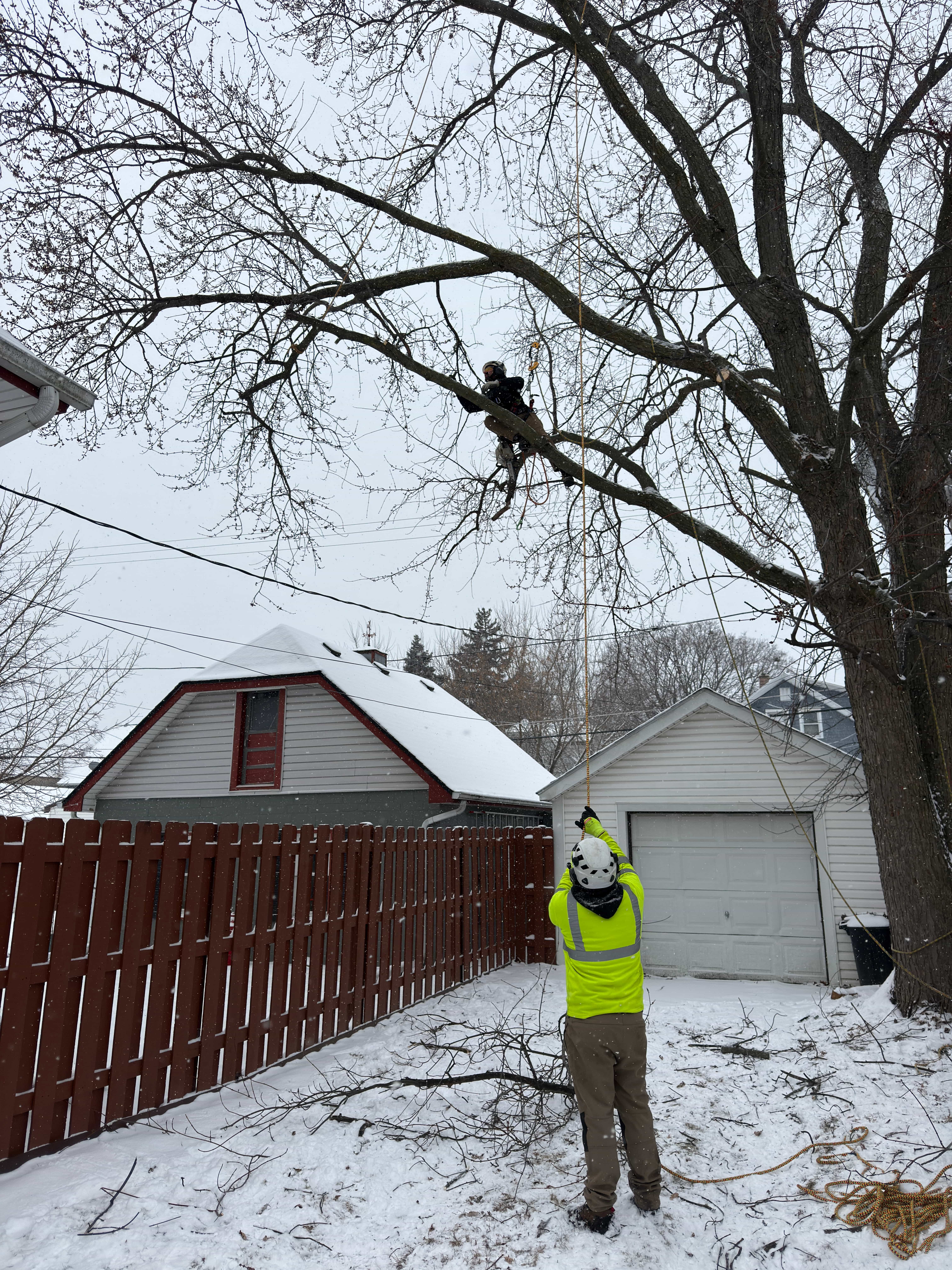 Tree service crew working in winter snow while trimming branches from a residential treere rainwater