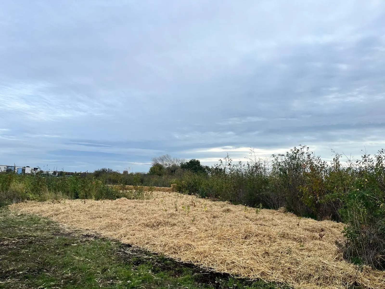 A wide landscape view featuring a field with sparse vegetation under a cloudy sky.