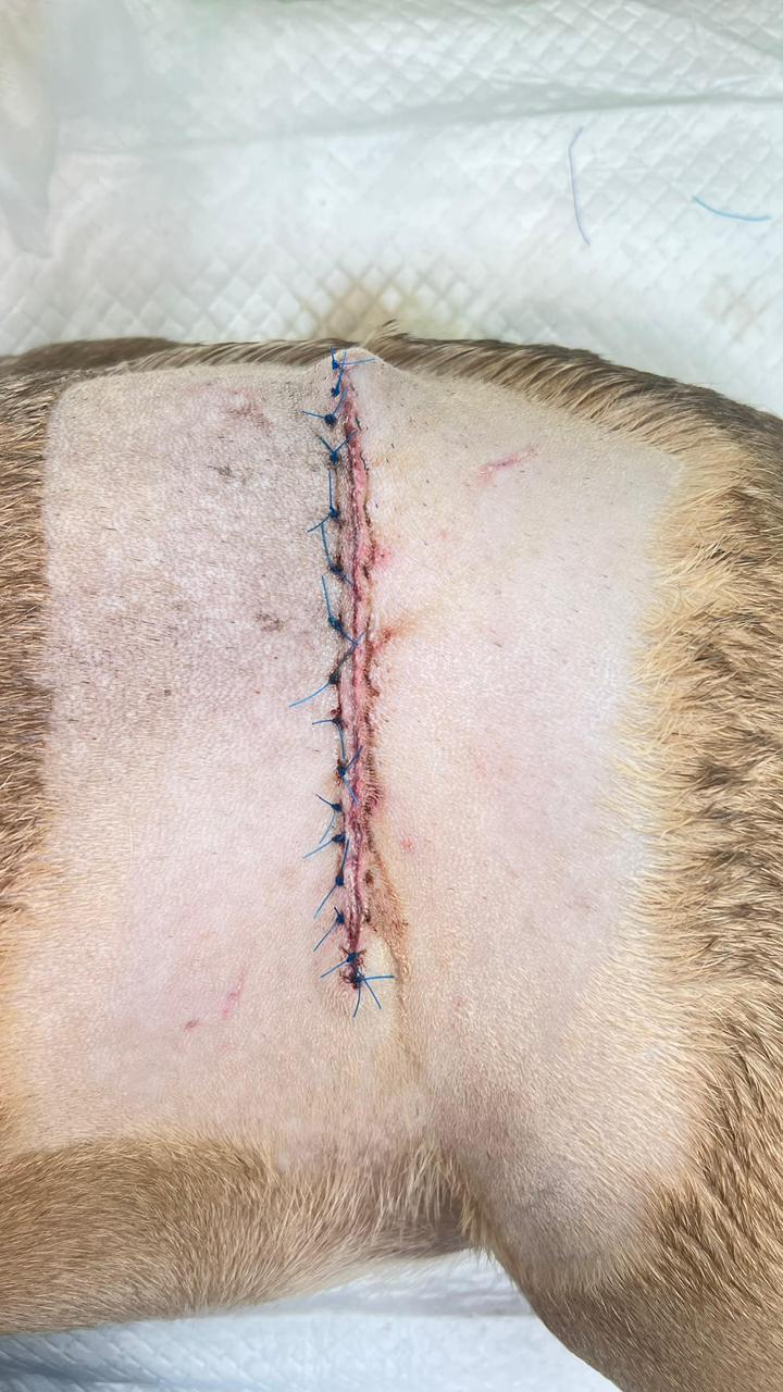 An image of an incision with stitches for healing on a dog's left side.