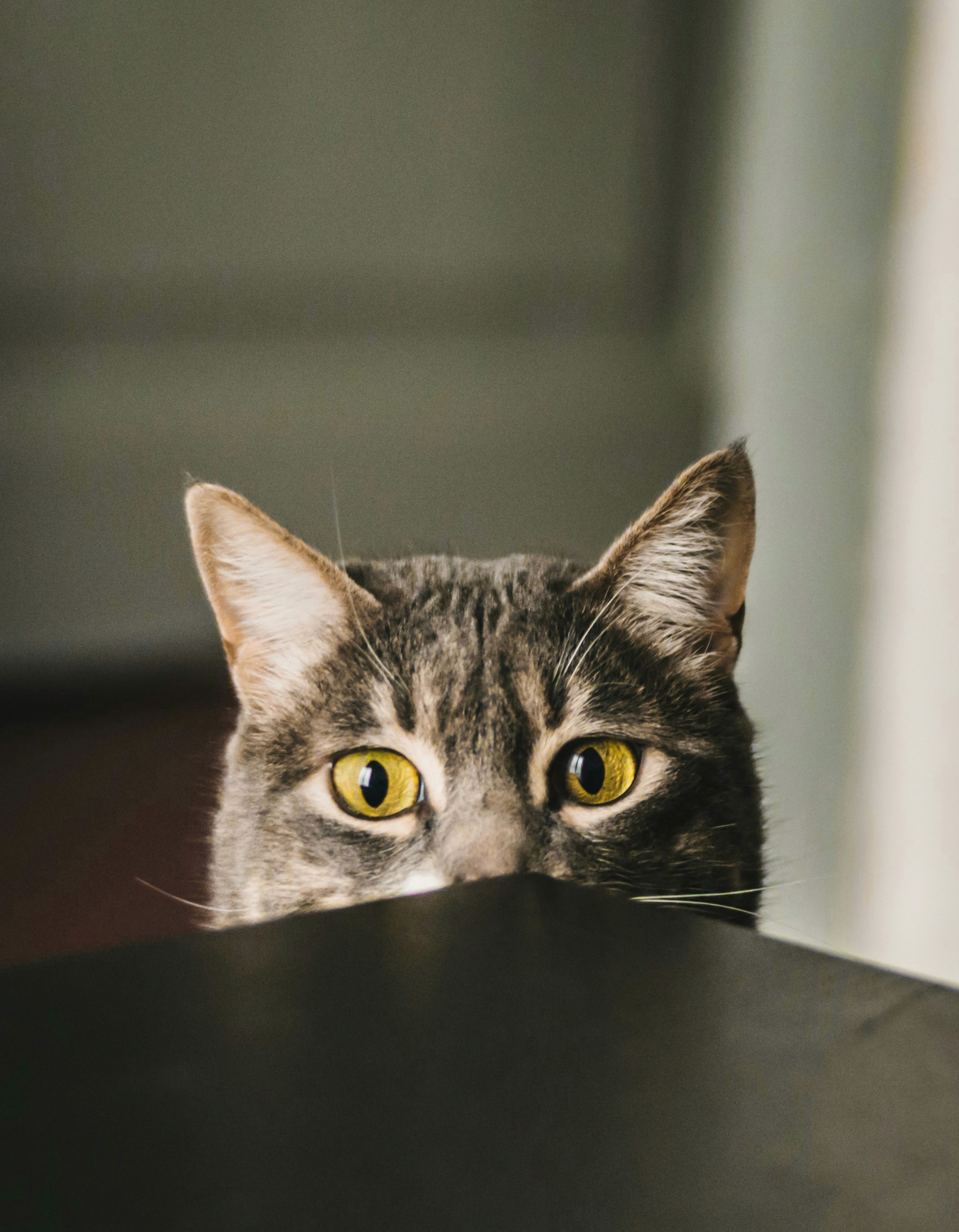 Gray tabby cat peeking over a dark surface with wide, curious yellow eyes