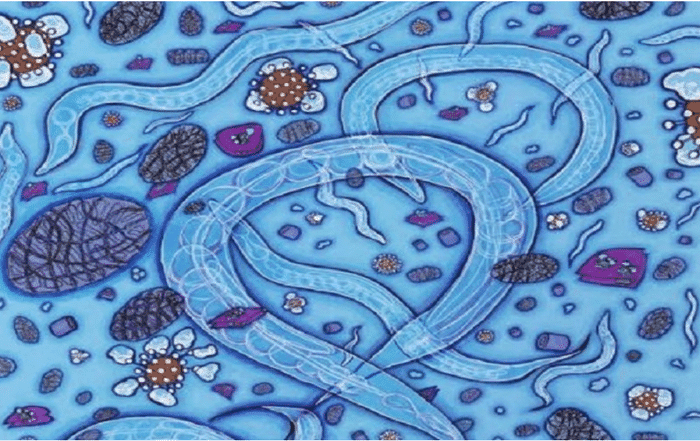 Deconstructing C elegans