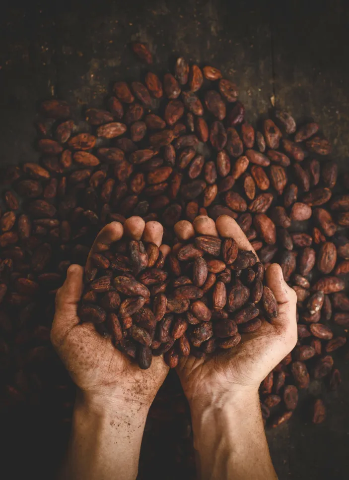 Cocoa beans in two hands