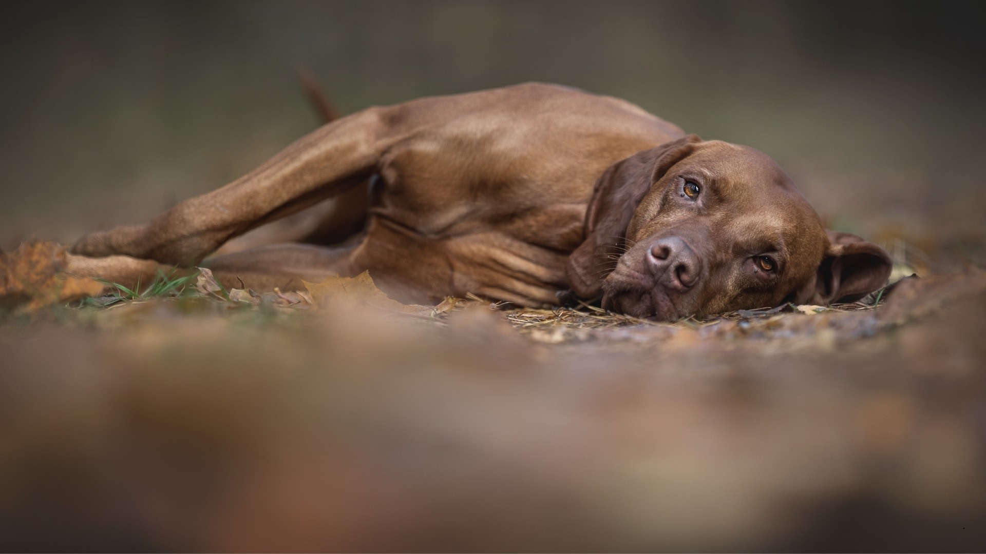 lupi test adn canin