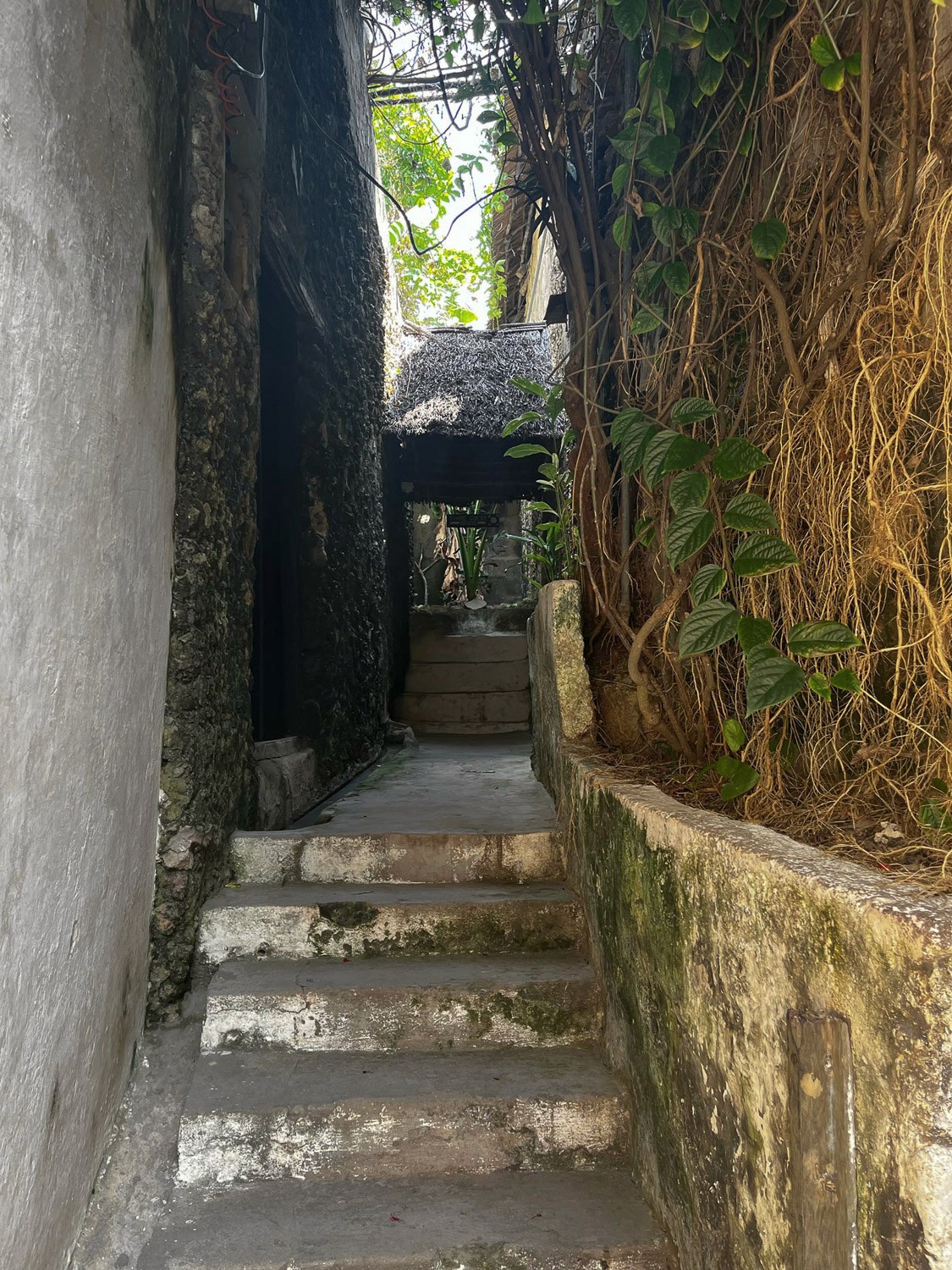 Stairway with foliage.